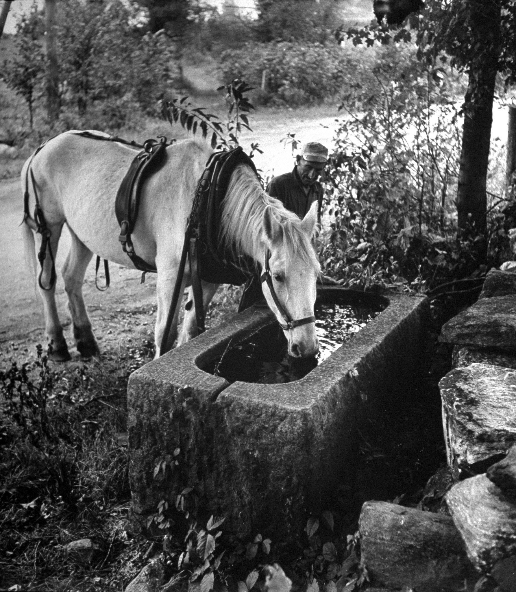Man watching his work horse drink from a water trough, 1944.