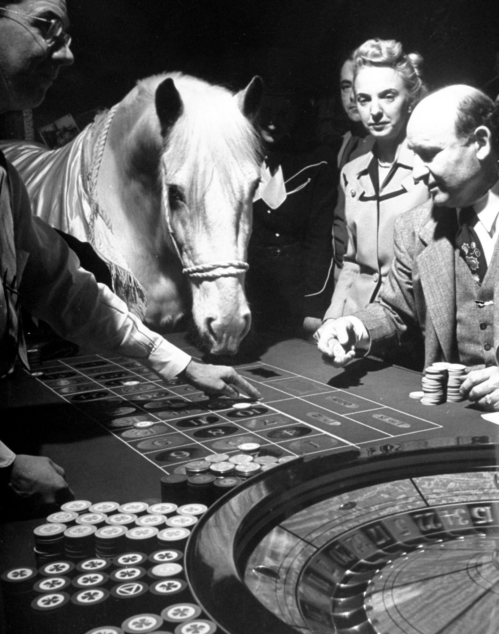Lucky horse playing roulette in Las Vegas, 1947.