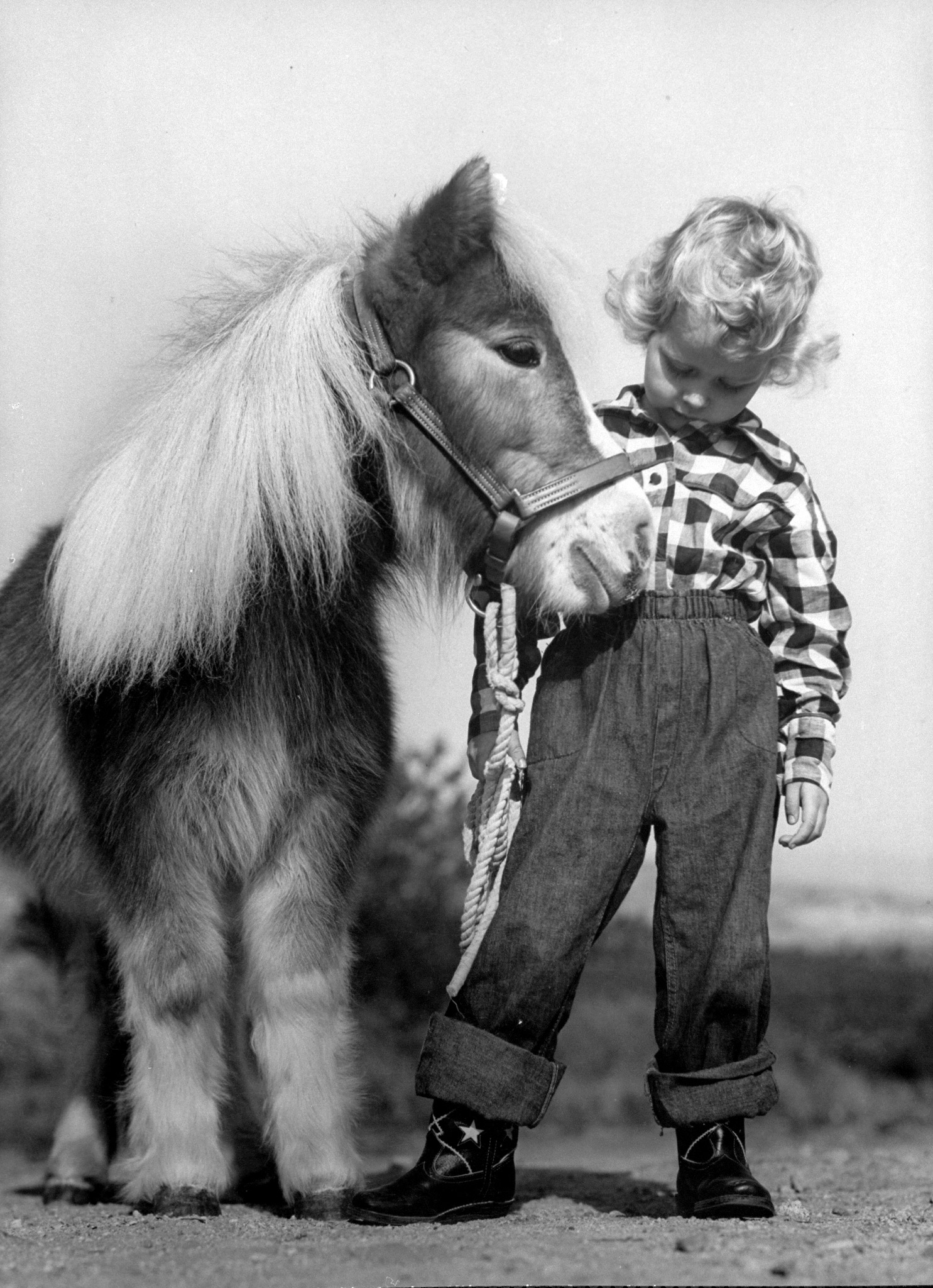 Child standing beside a miniature horse, showing size comparison, 1952.