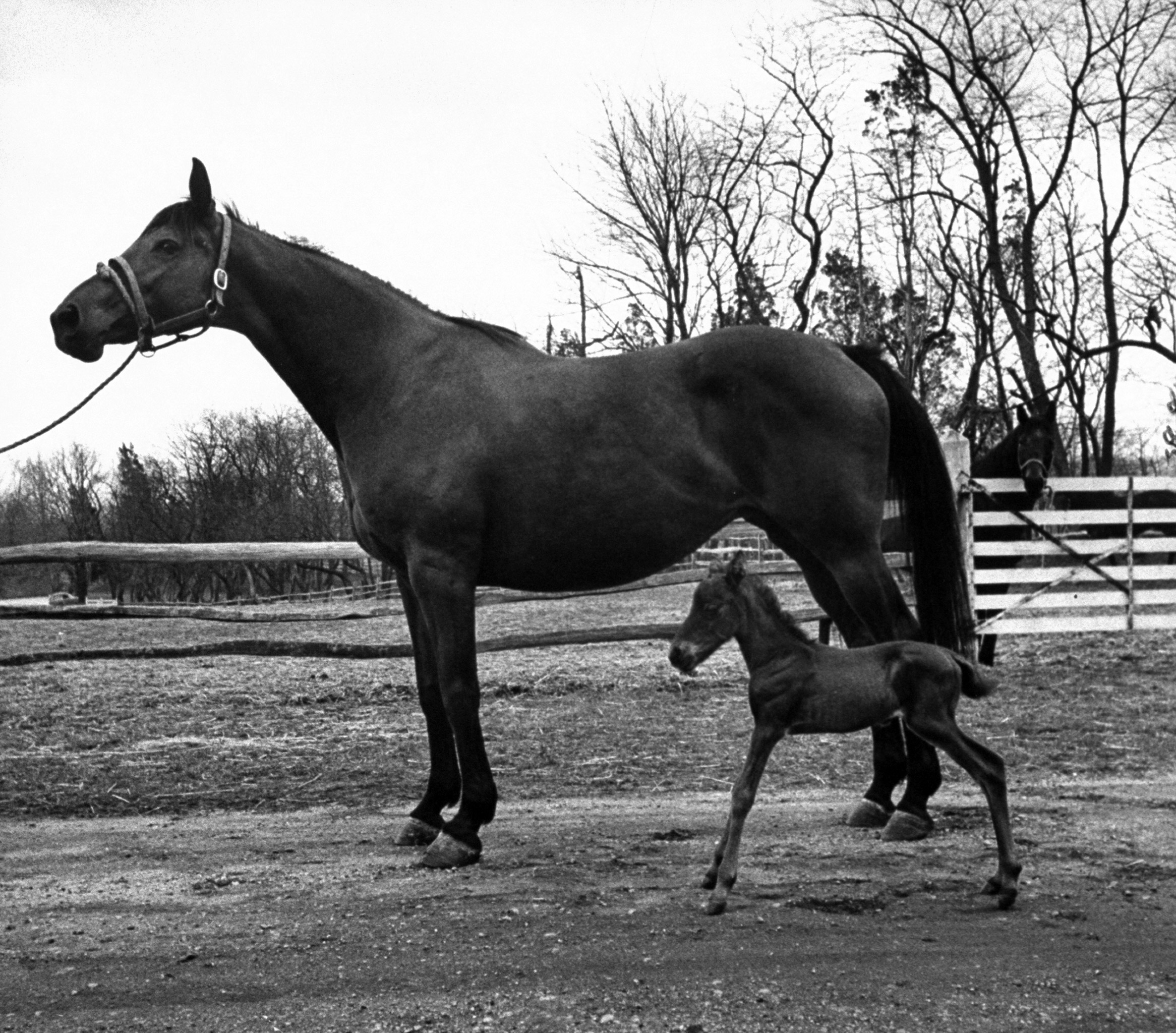 Midget thoroughbred filly, Big Bertha, and her mother on Woodland farm, 1954.