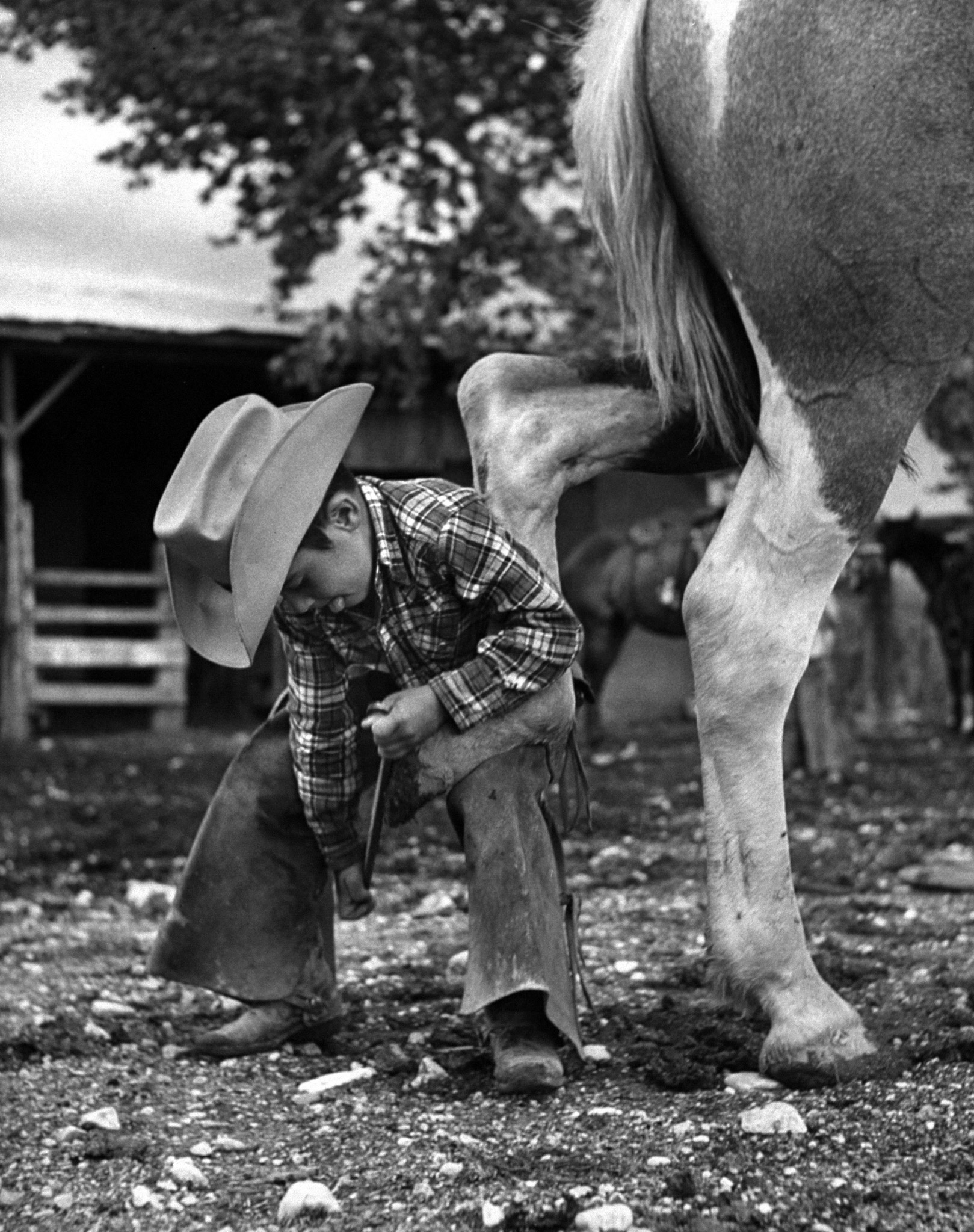 6 year old cowboy learning how to shoe a horse, 1954.