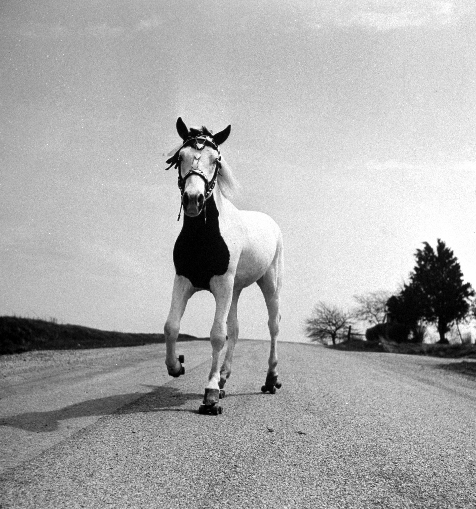 Jimmy the horse rollerskating down road in front of its farm, 1963.