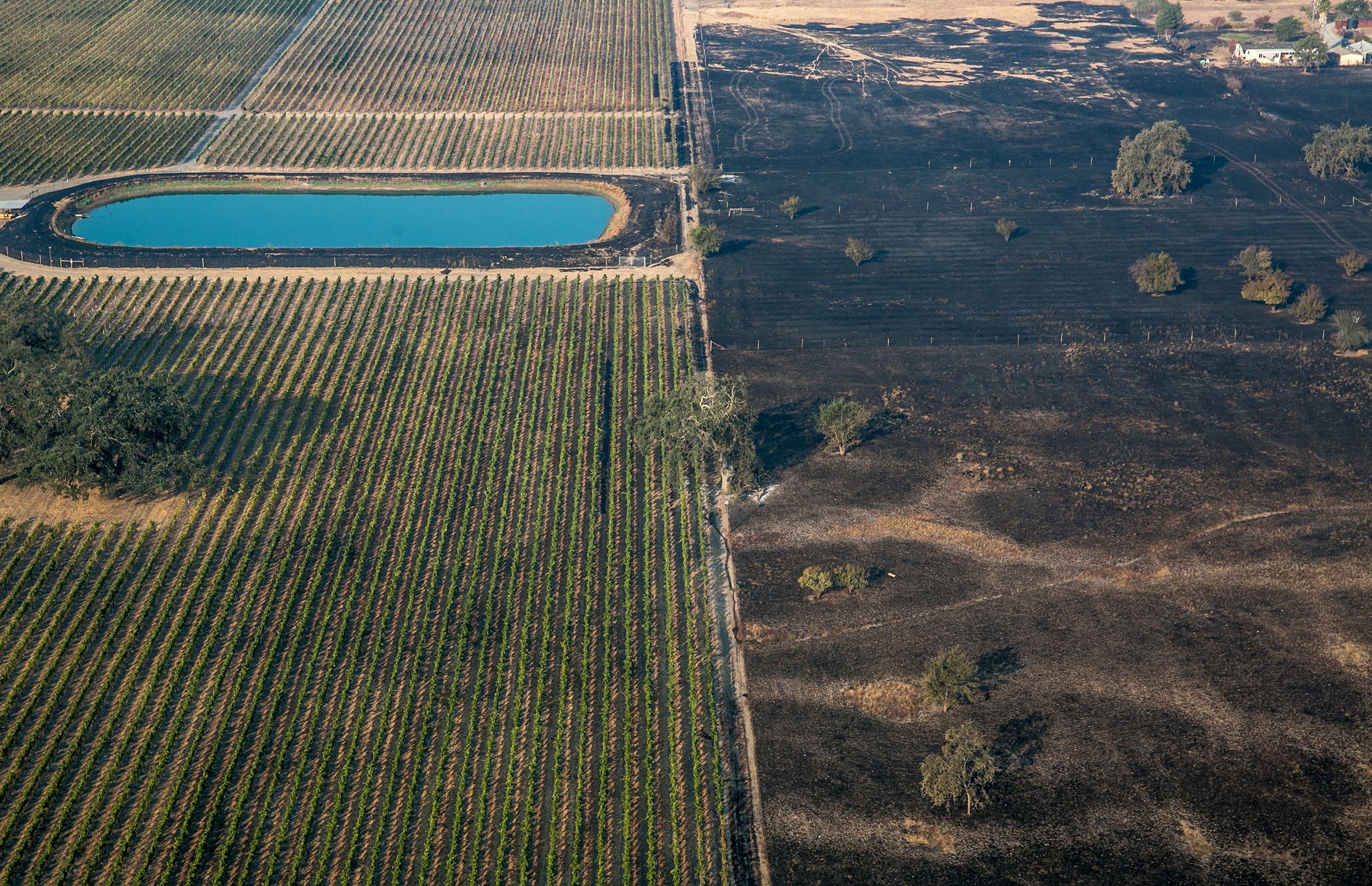 An aerial photo shows the wildfire burning itself out at the edge of grape vineyard on Oct. 11, 2017, in Santa Rosa, California. (George Rose—Getty Images)