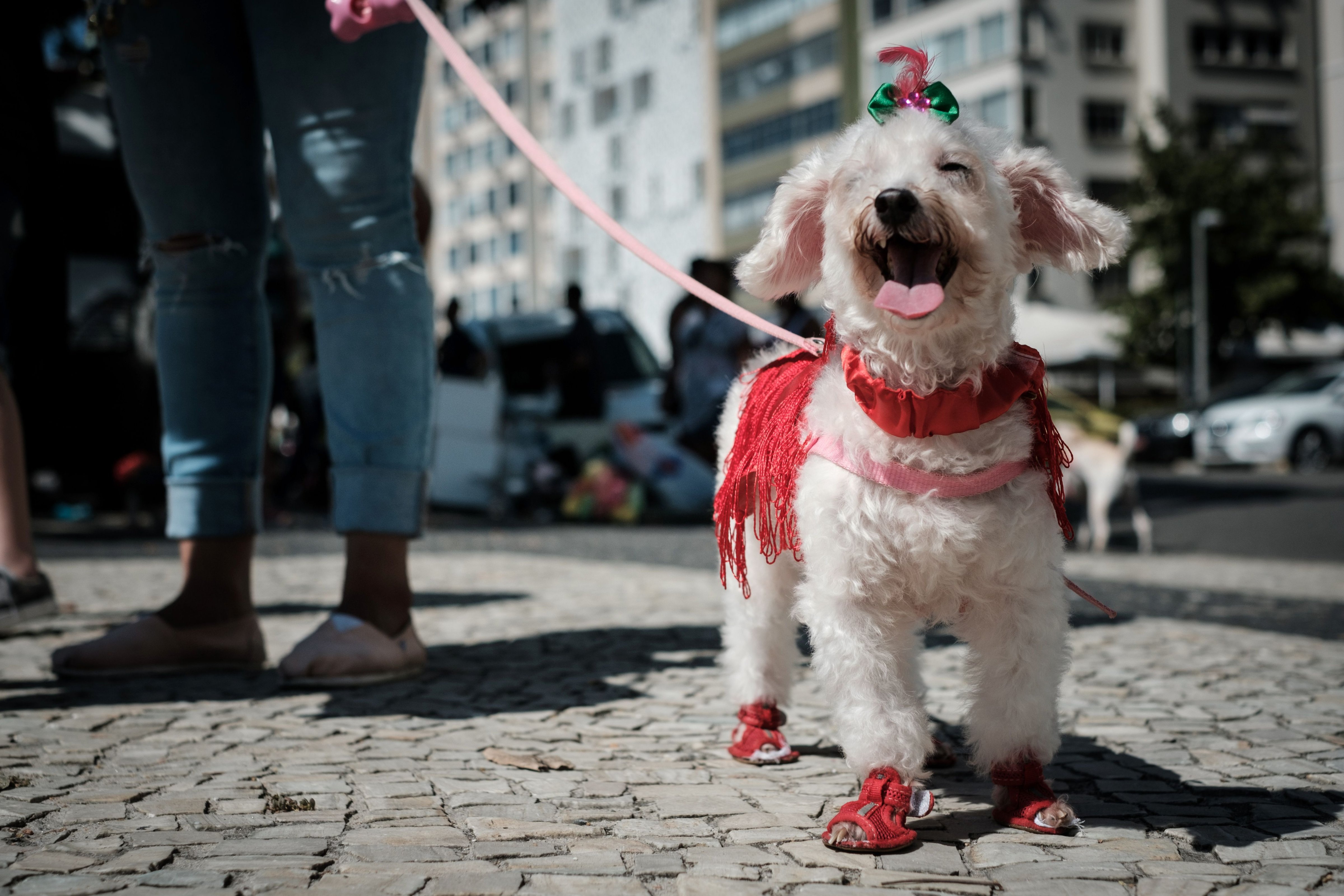 BRAZIL-RIO-CARNIVAL-STREET-DOG