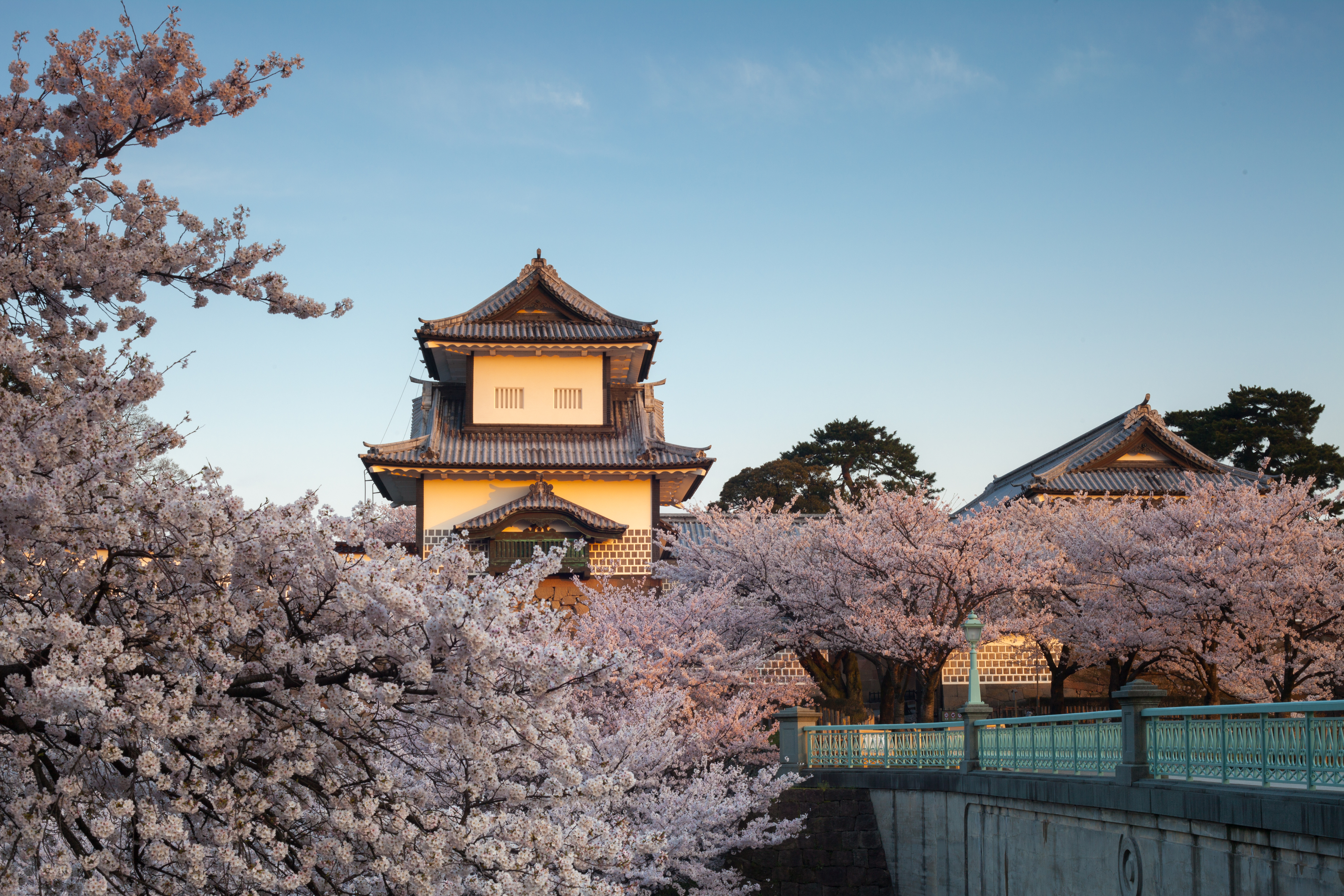 Kanazawa Castle and Cherry Blossoms