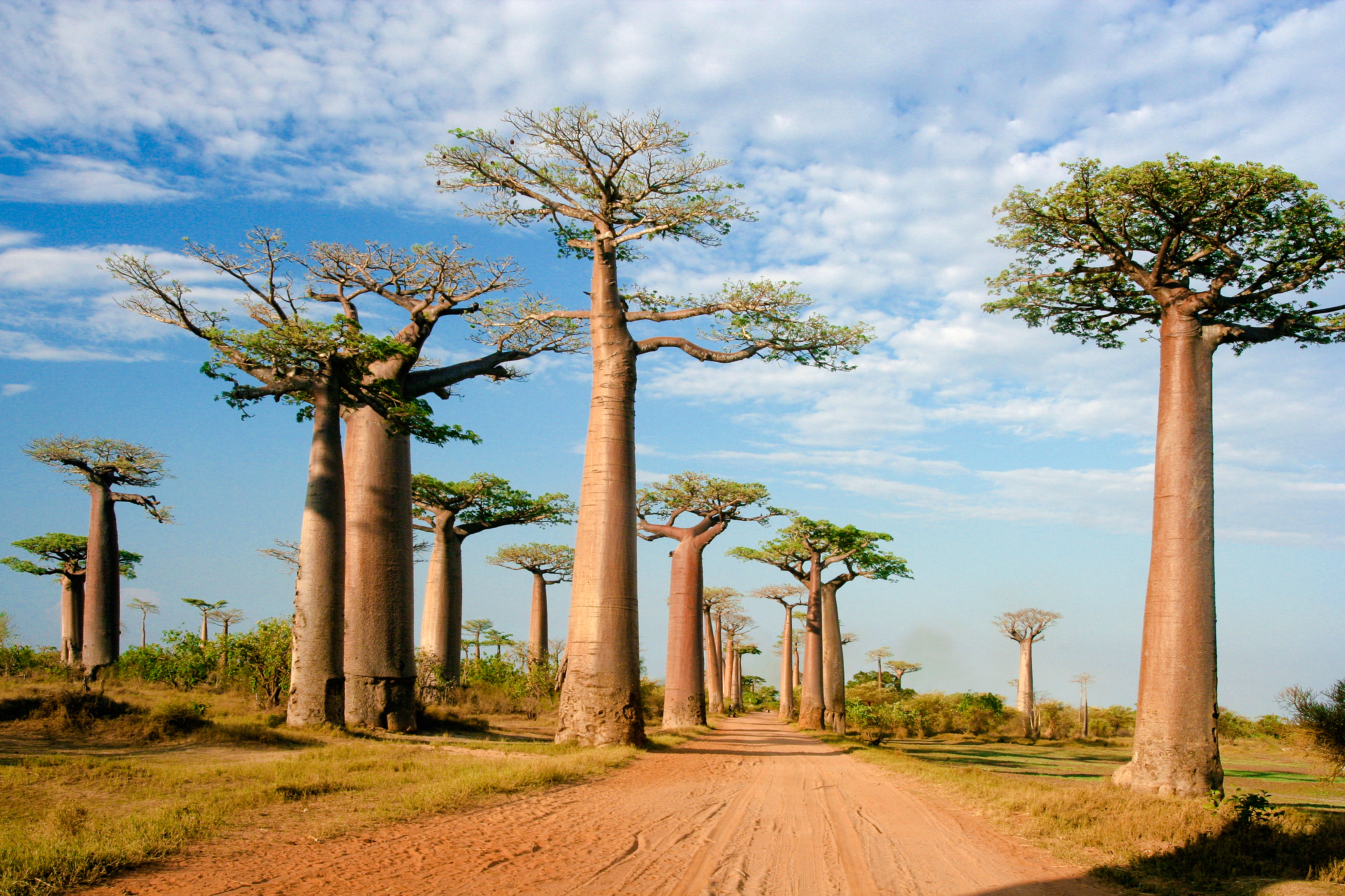 Baobab Alley, Morondava Madagasca