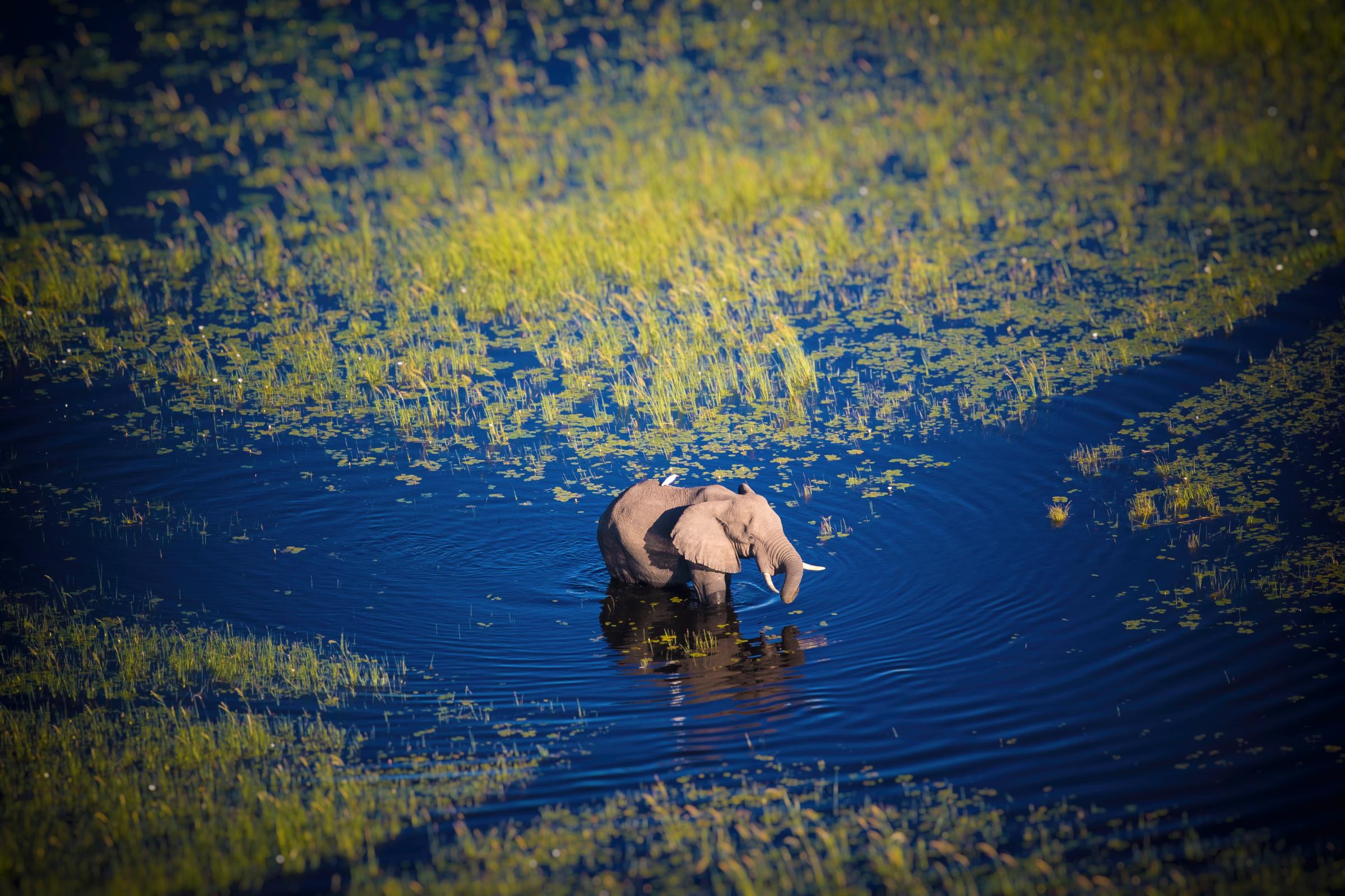 Botswana, Elephant walking in Okavango river at high water