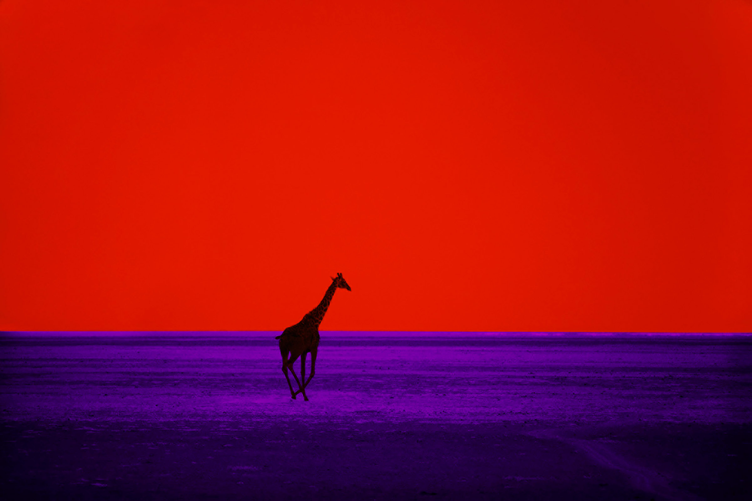 Giraffe, 1964. (Pete Turner)