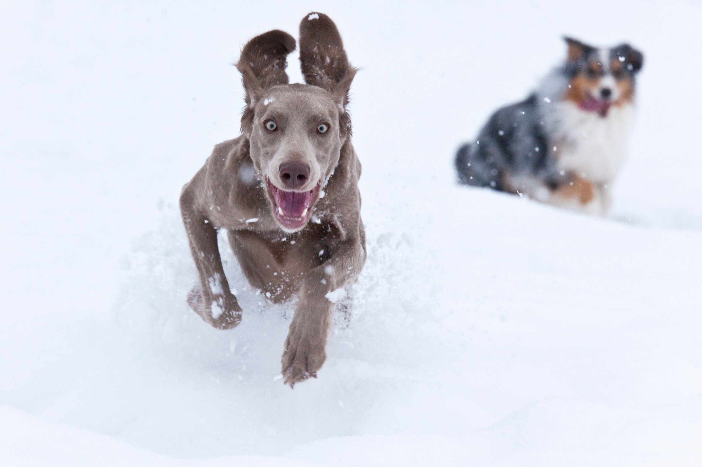 Dogs in Deep Powder Snow