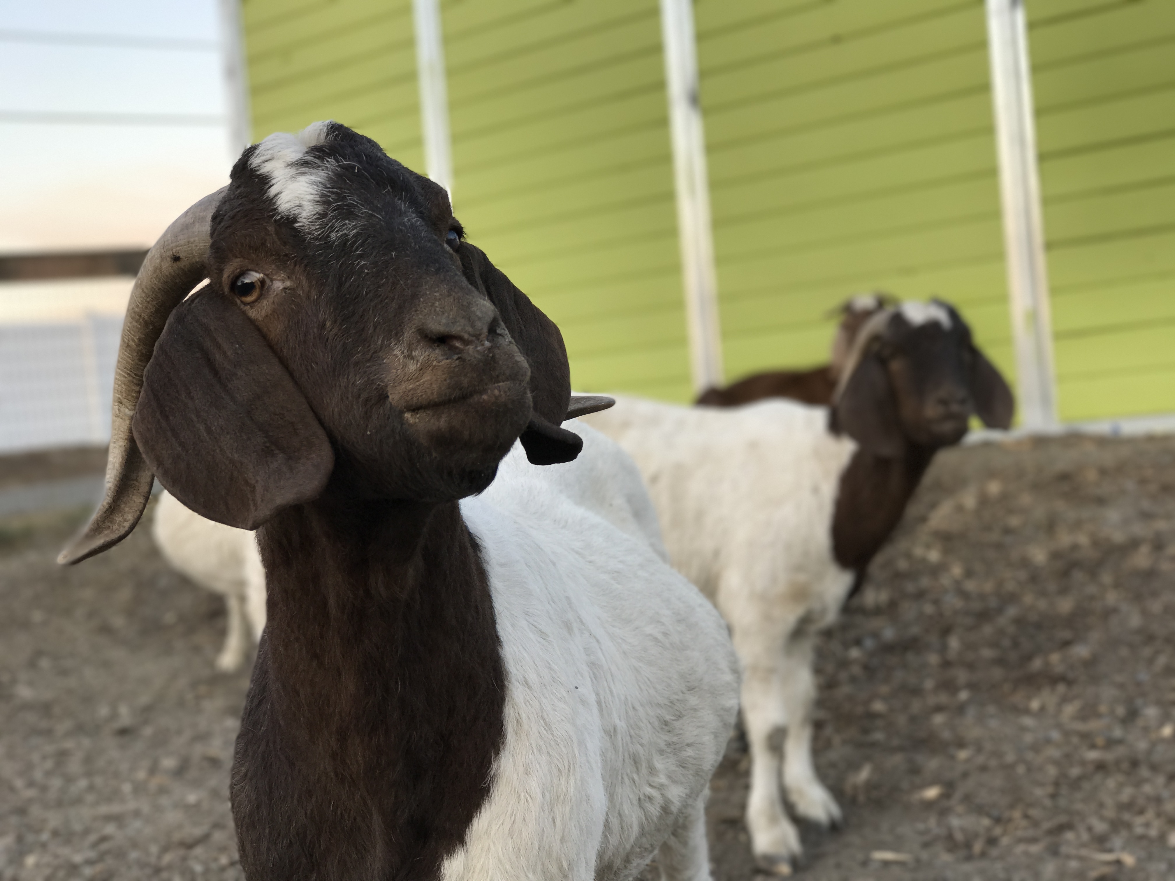 Goats rescued from evacuation areas stand at the Goatlandia animal sanctuary in Santa Rosa. (Photo by Alex Eckhart)