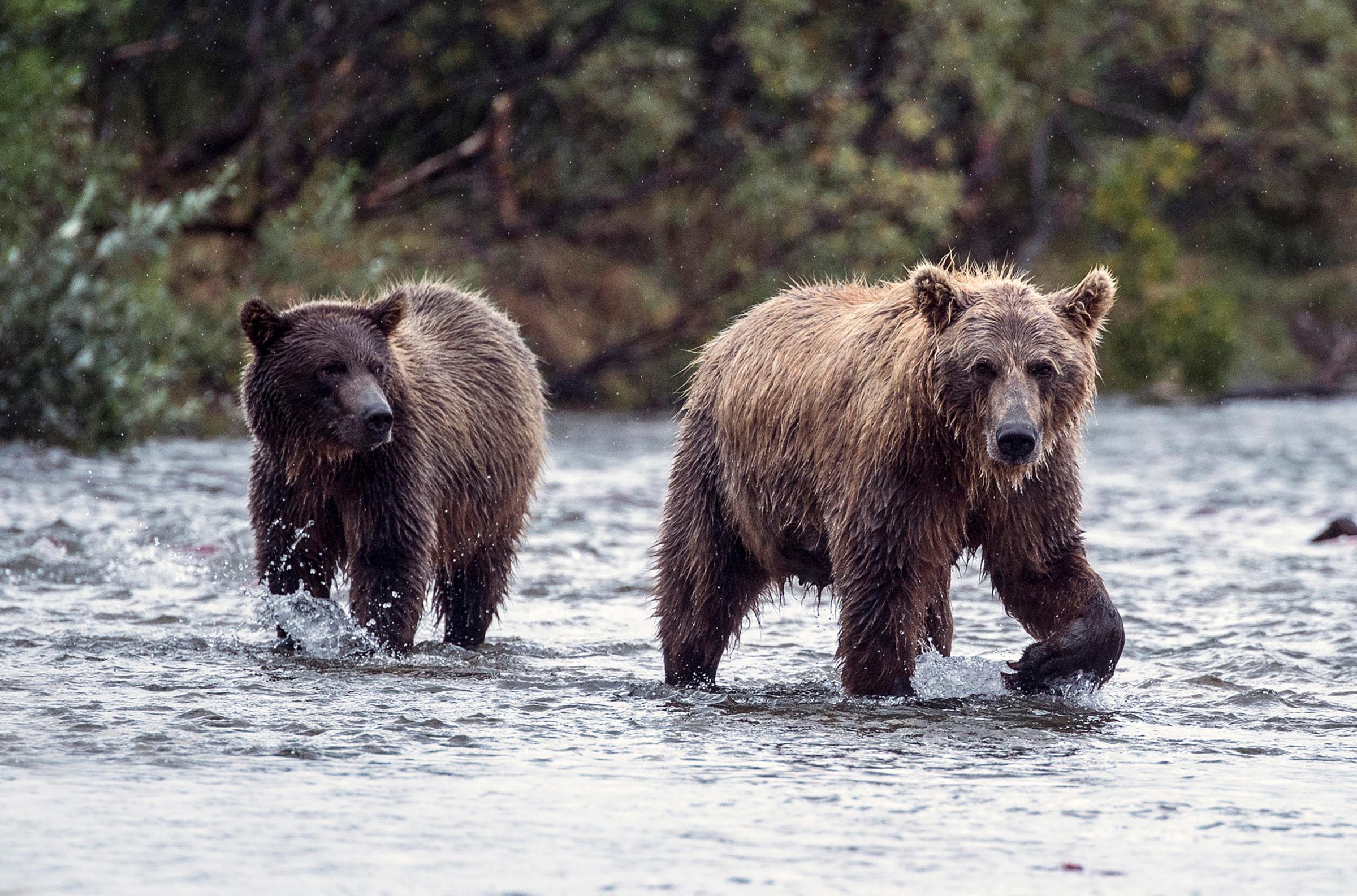 Brown Bears Fishing For Salmon