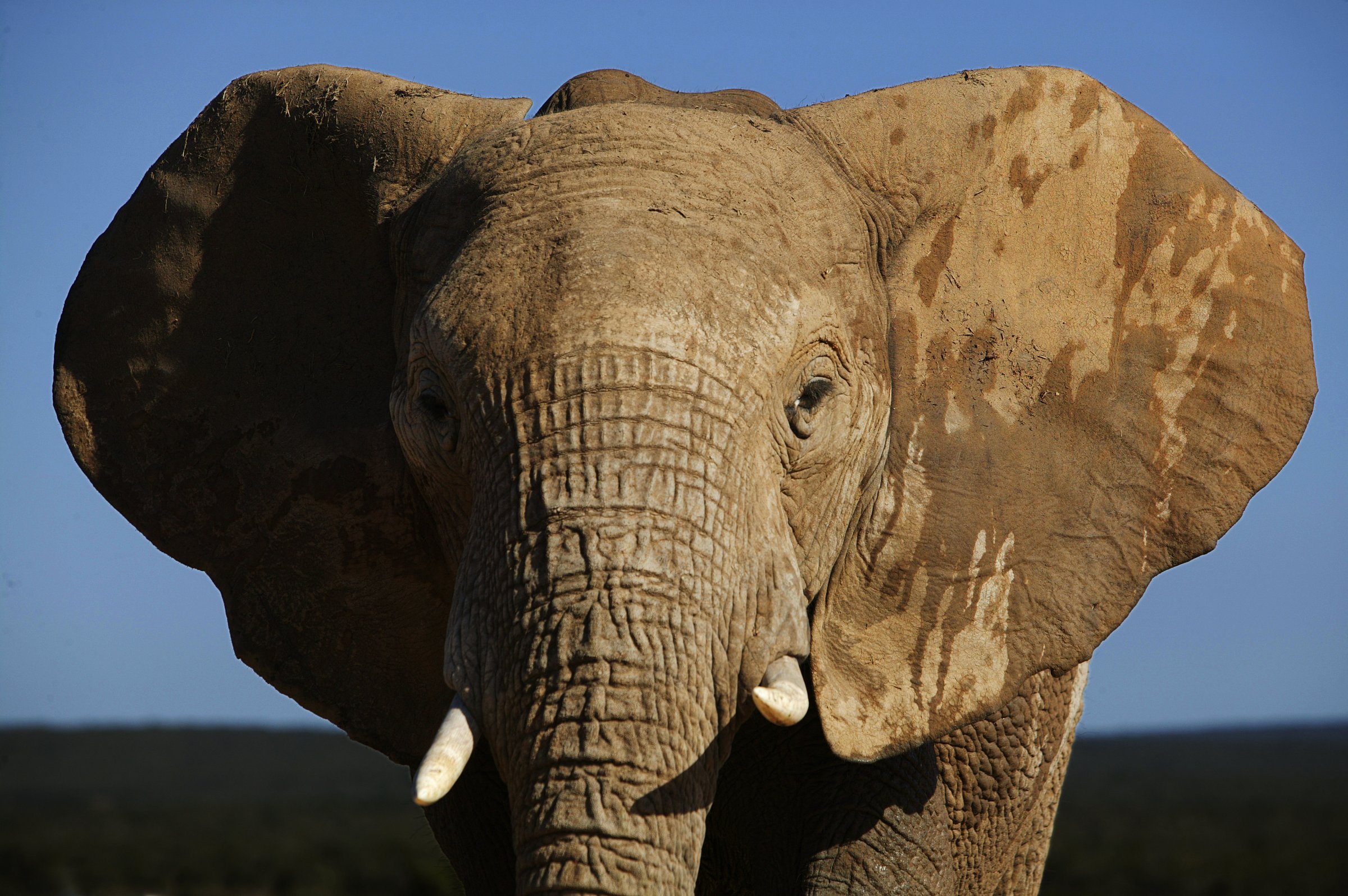 African Elephant, Addo Elephant Park, Eastern Cape, South Africa