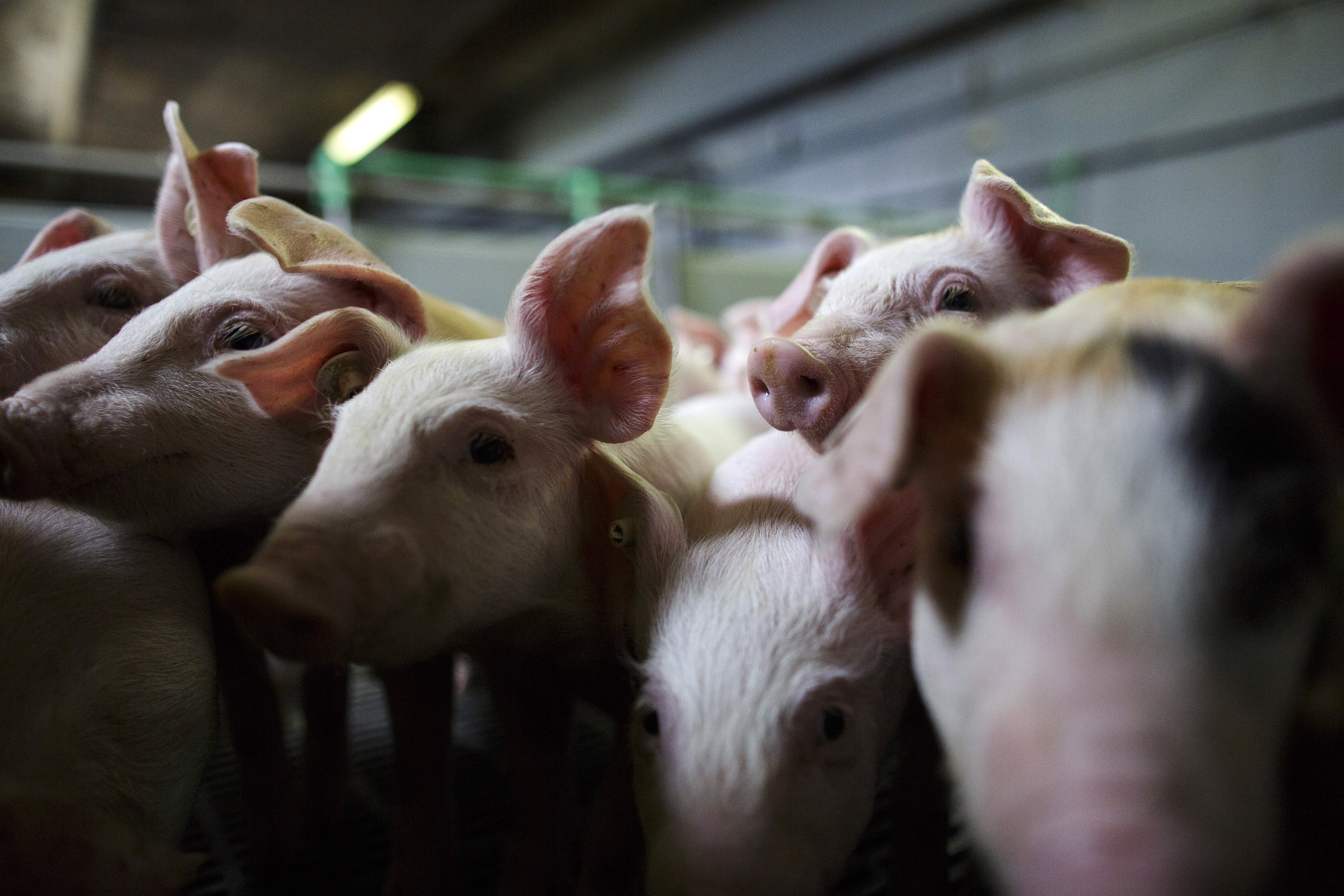 Stop Using Antibiotics in Healthy Animals, WHO Says | Time