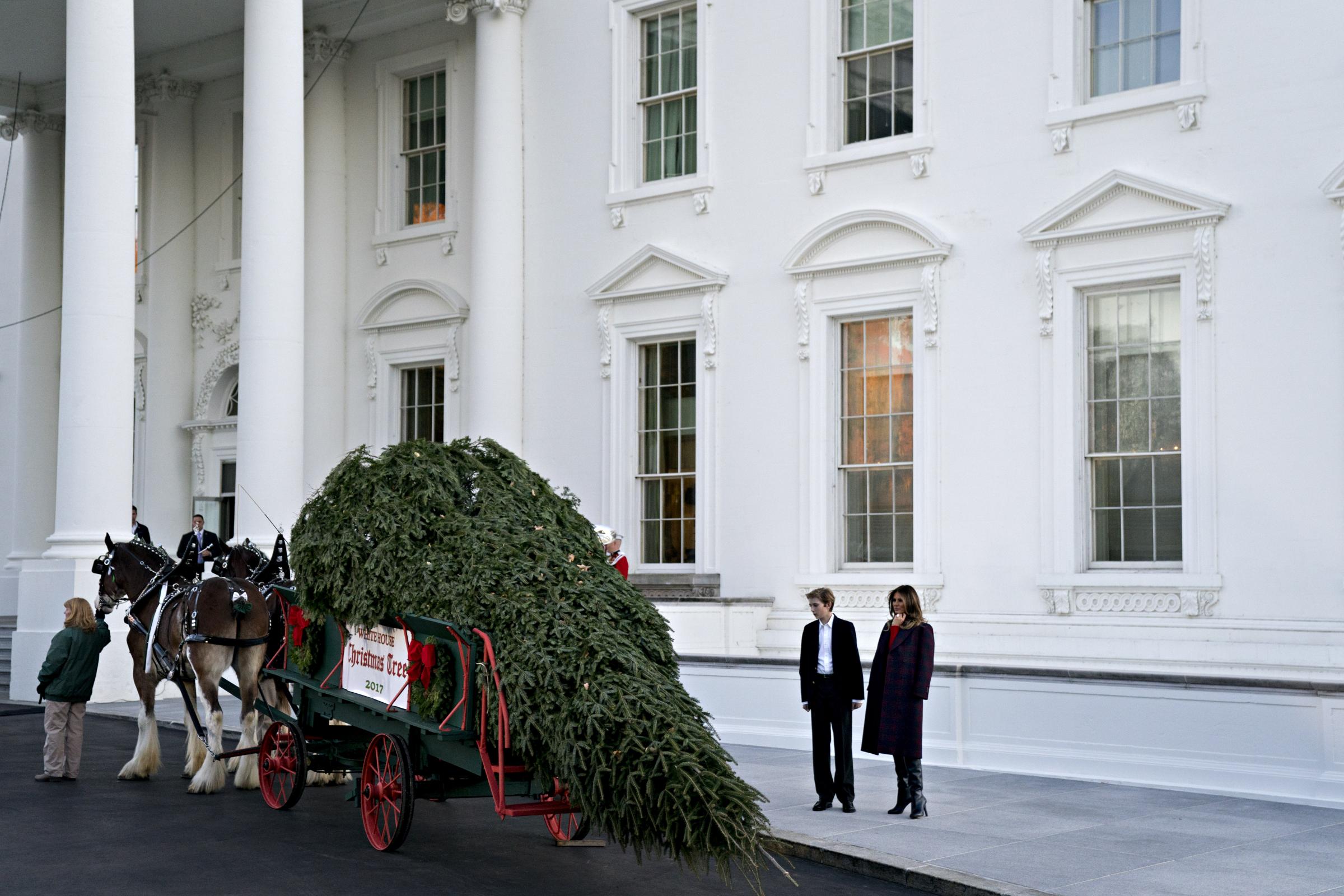 presented the Wisconsin-grown Christmas Tree to Melania and the tree will be displayed in the White House Blue Room.