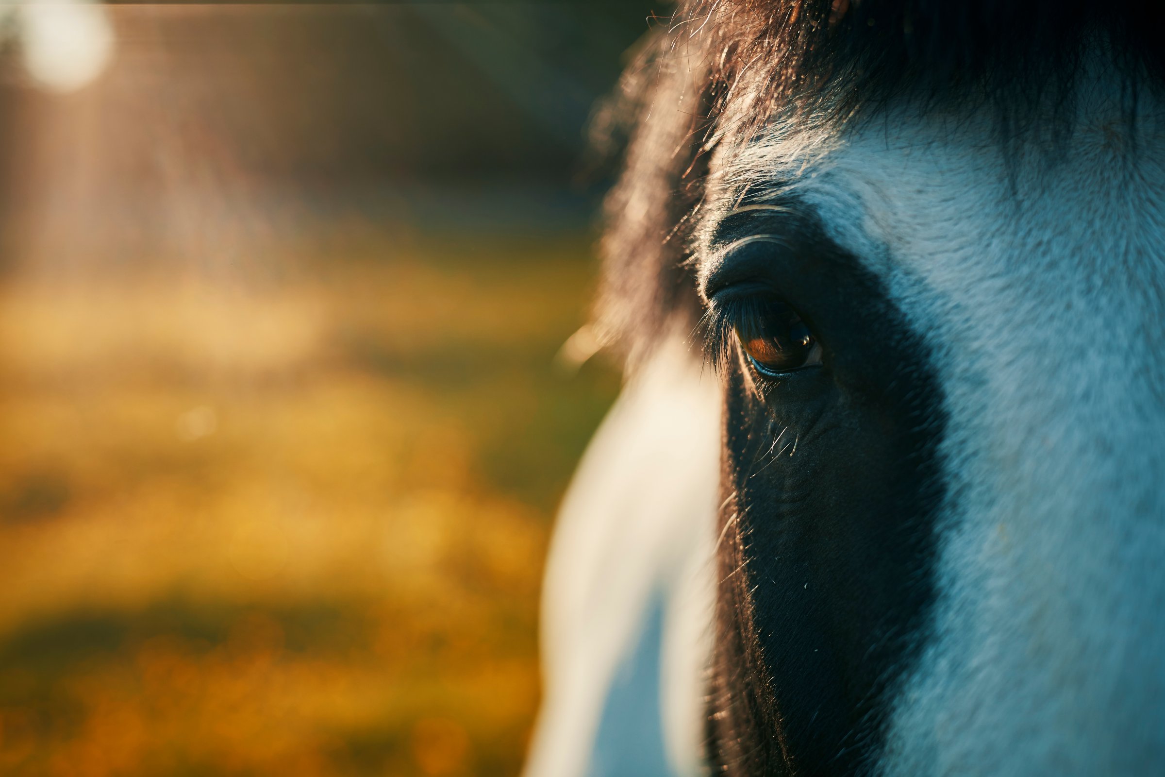 Piebald Horse in field during evening light