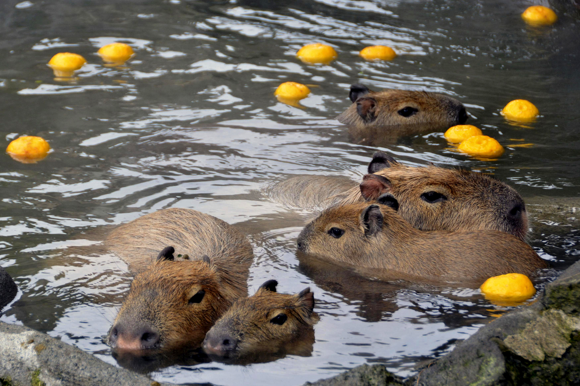A pair of adult capybara and three babies take a yuzu-yu, or a hot bath with yuzu citrus fruits, a winter solstice ritual in Japan. (Noriaki Sasaki—The Yomiuri Shimbun/AP)