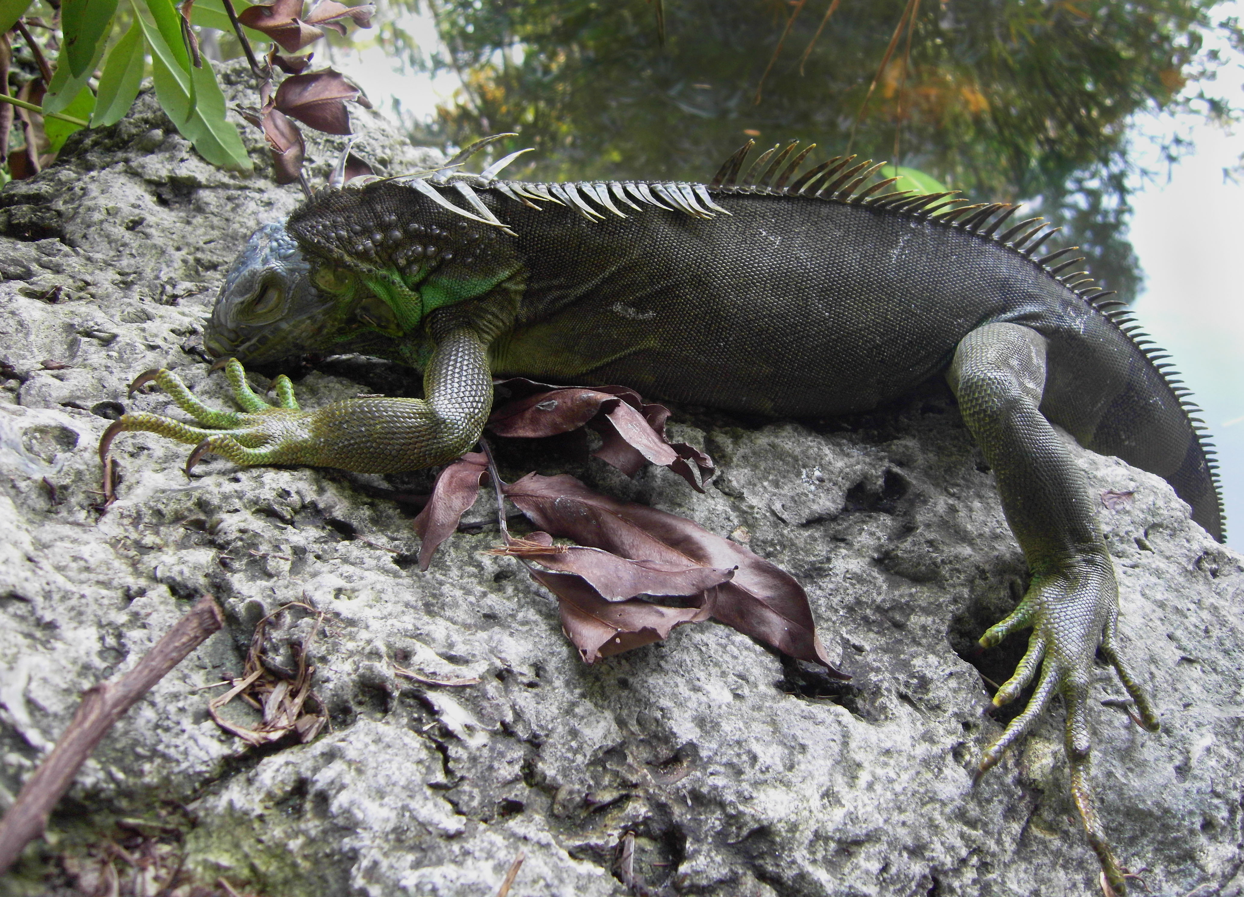 An iguana which fell from a tree climbs