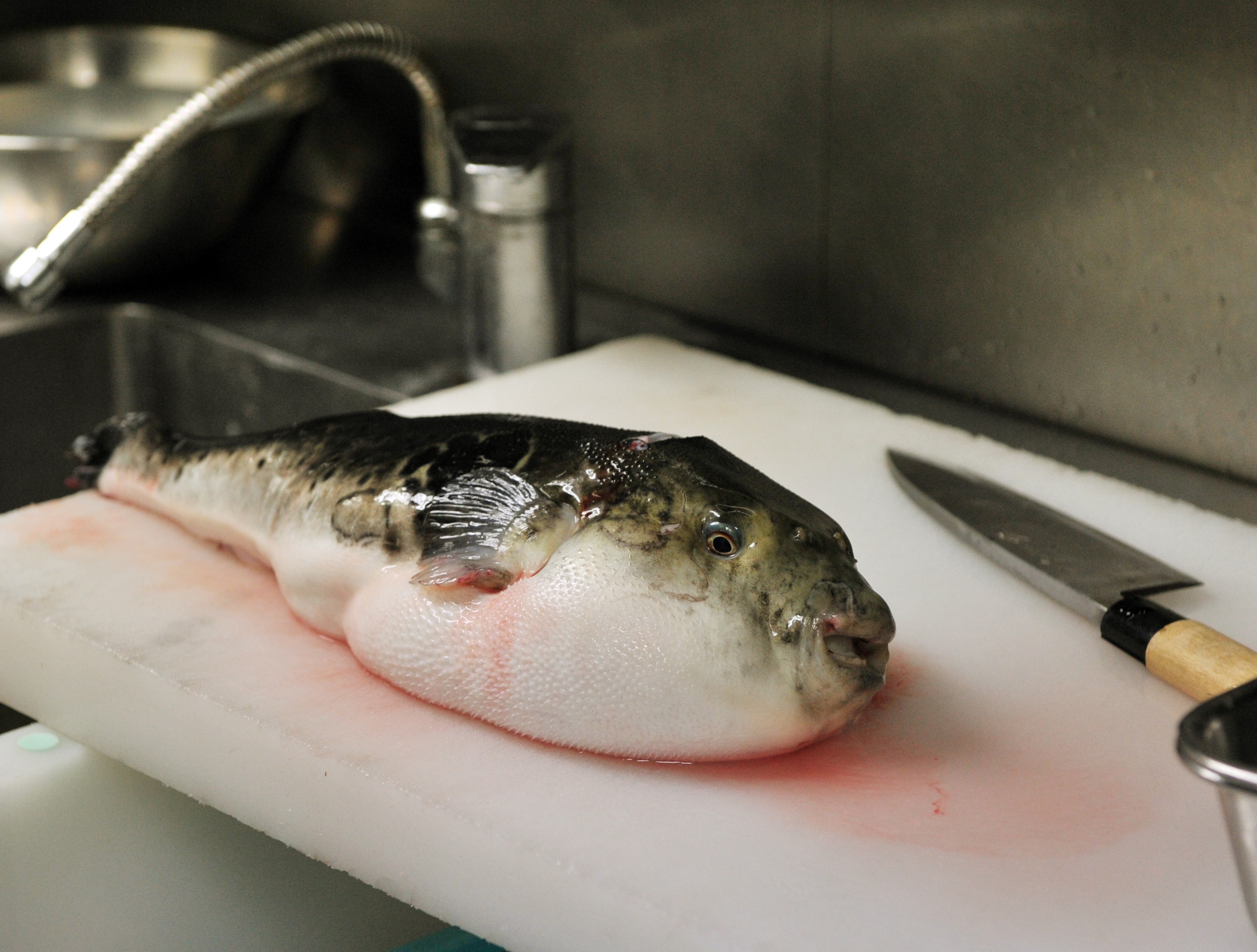 In a picture taken on June 5, 2012, a pufferfish, known as fugu in Japan, is seen on a chopping board to remove toxic internal organs at a restaurant "Torafugu-tei" in Tokyo. (Yoshikazu Tsuno—AFP/Getty Images)