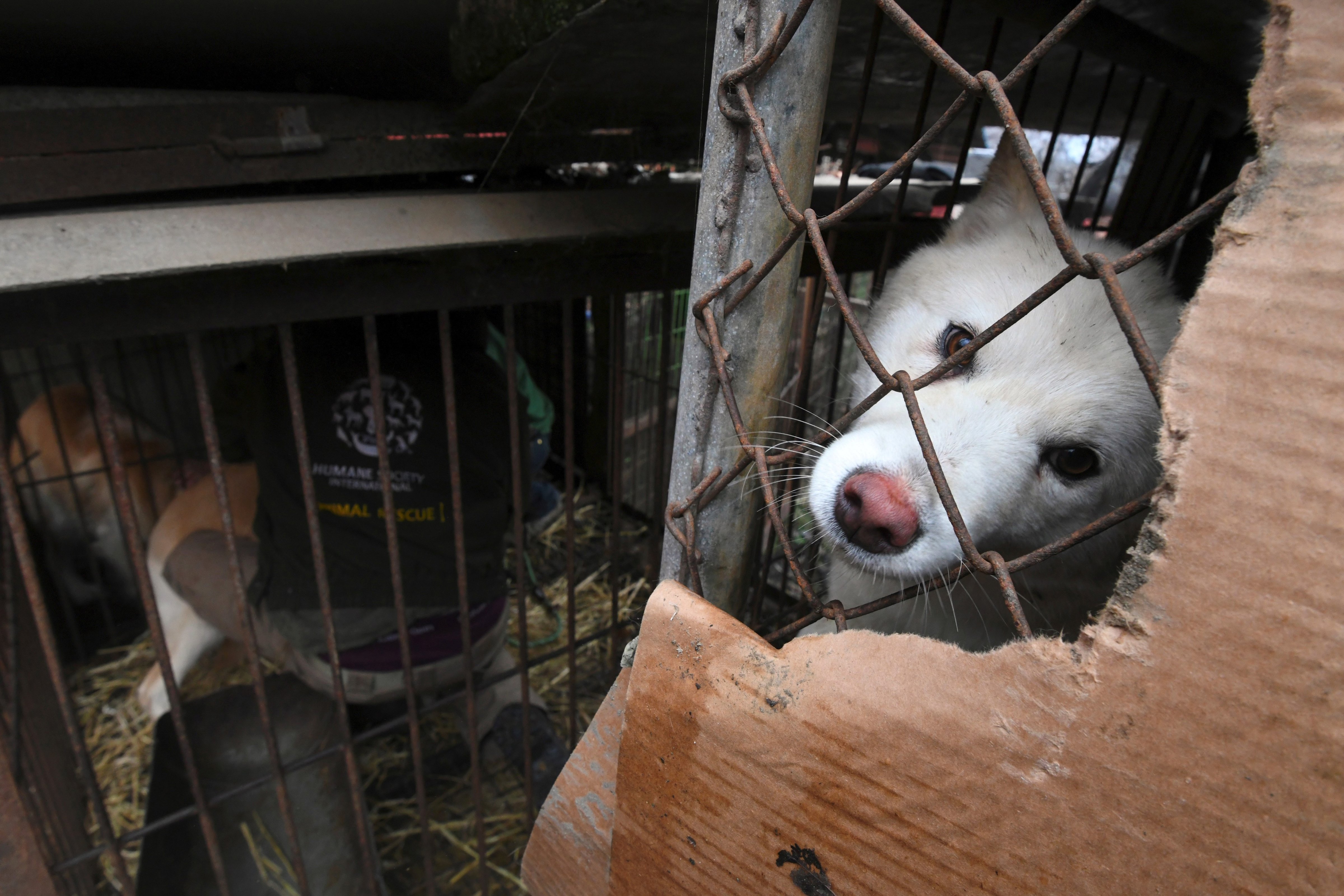 A caged dog at during a rescue event at a dog farm otuside Seoul, South Korea on Nov. 28, 2017. (Jung Yeon-Je—AFP/Getty Images)