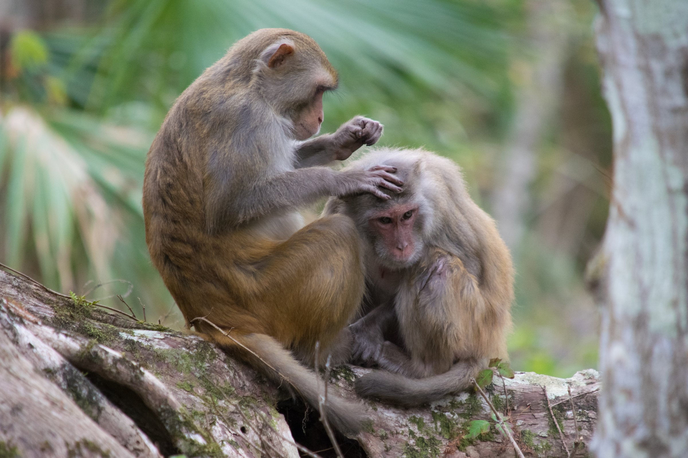 Rhesus Macaque Monkeys in Silver Springs, Florida