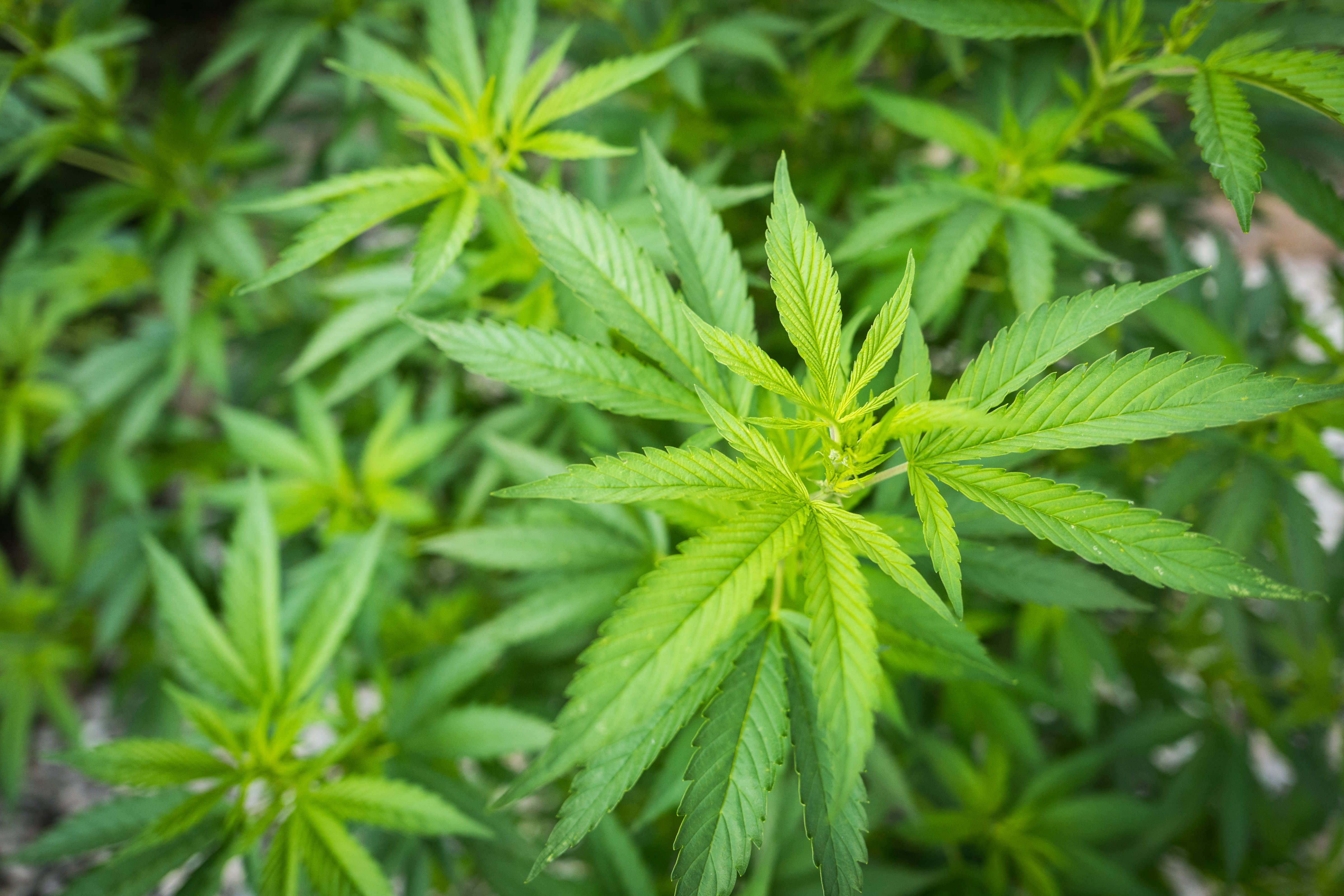 Hemp cannabis plant
