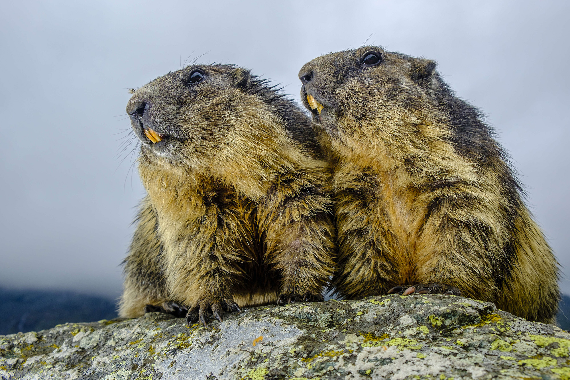 Groundhog Day 2018 Results Are Very Different | Time