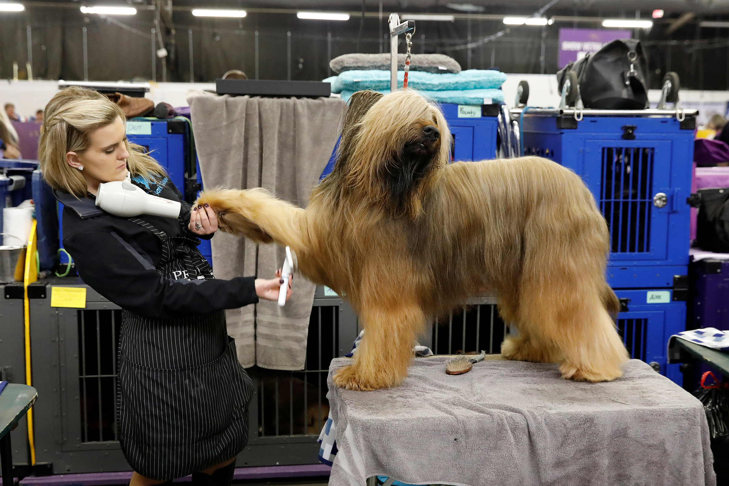 Jambo, a Briard breed, is groomed in the benching area on Day One of competition at the Westminster Kennel Club 142nd Annual Dog Show in New York, on Feb. 12, 2018.
