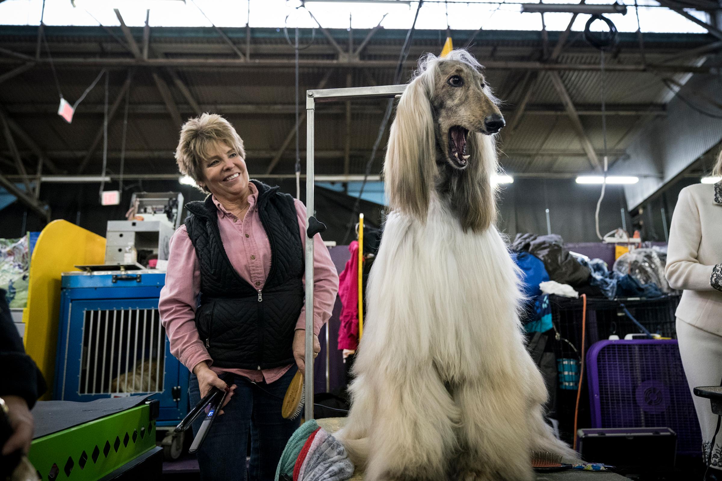 Divin the Afghan Hound yawns while sitting backstage in the grooming area at the 142nd Westminster Kennel Club Dog Show at The Piers in New York on Feb. 12, 2018.