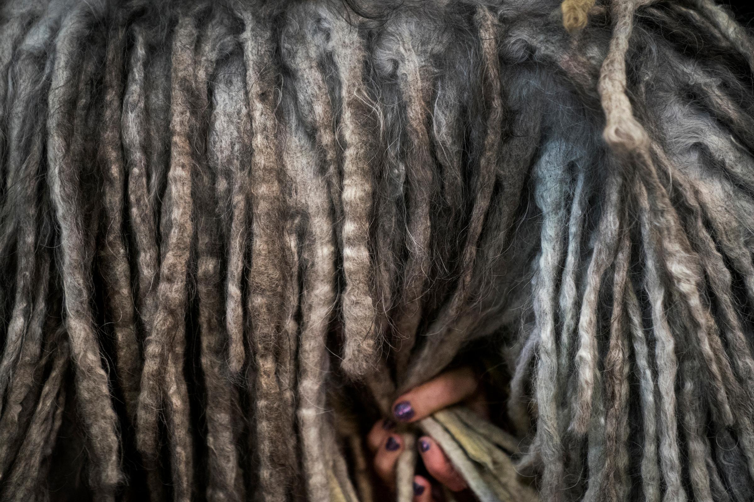 A Bergamasco Sheep Dog is groomed backstage at the 142nd Westminster Kennel Club Dog Show at The Piers in New York on Feb. 12, 2018.