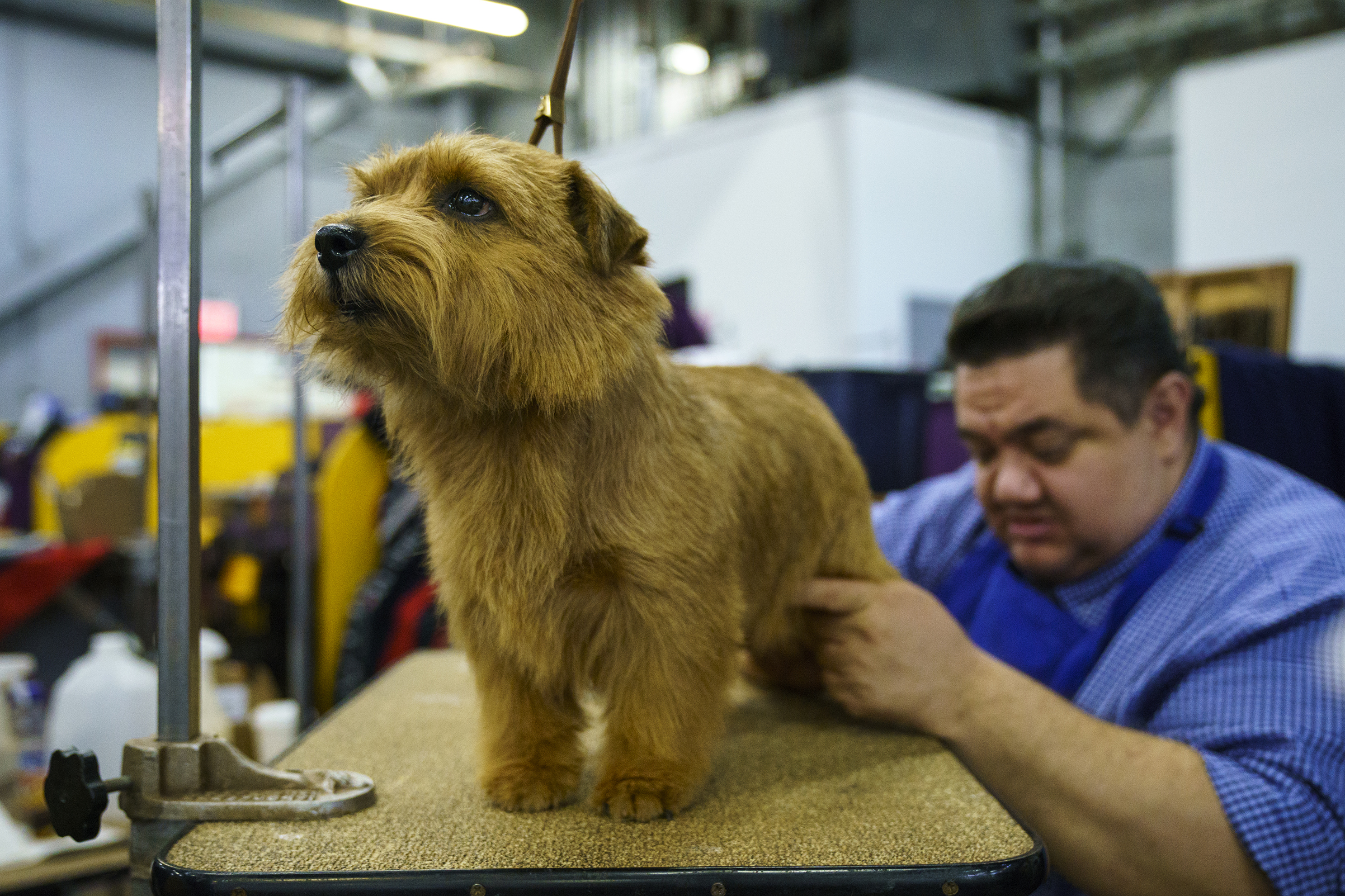 Winston the Norfolk Terrior is groomed backstage at the 142nd Westminster Kennel Club Dog Show at The Piers in New York on Feb. 12, 2018.
