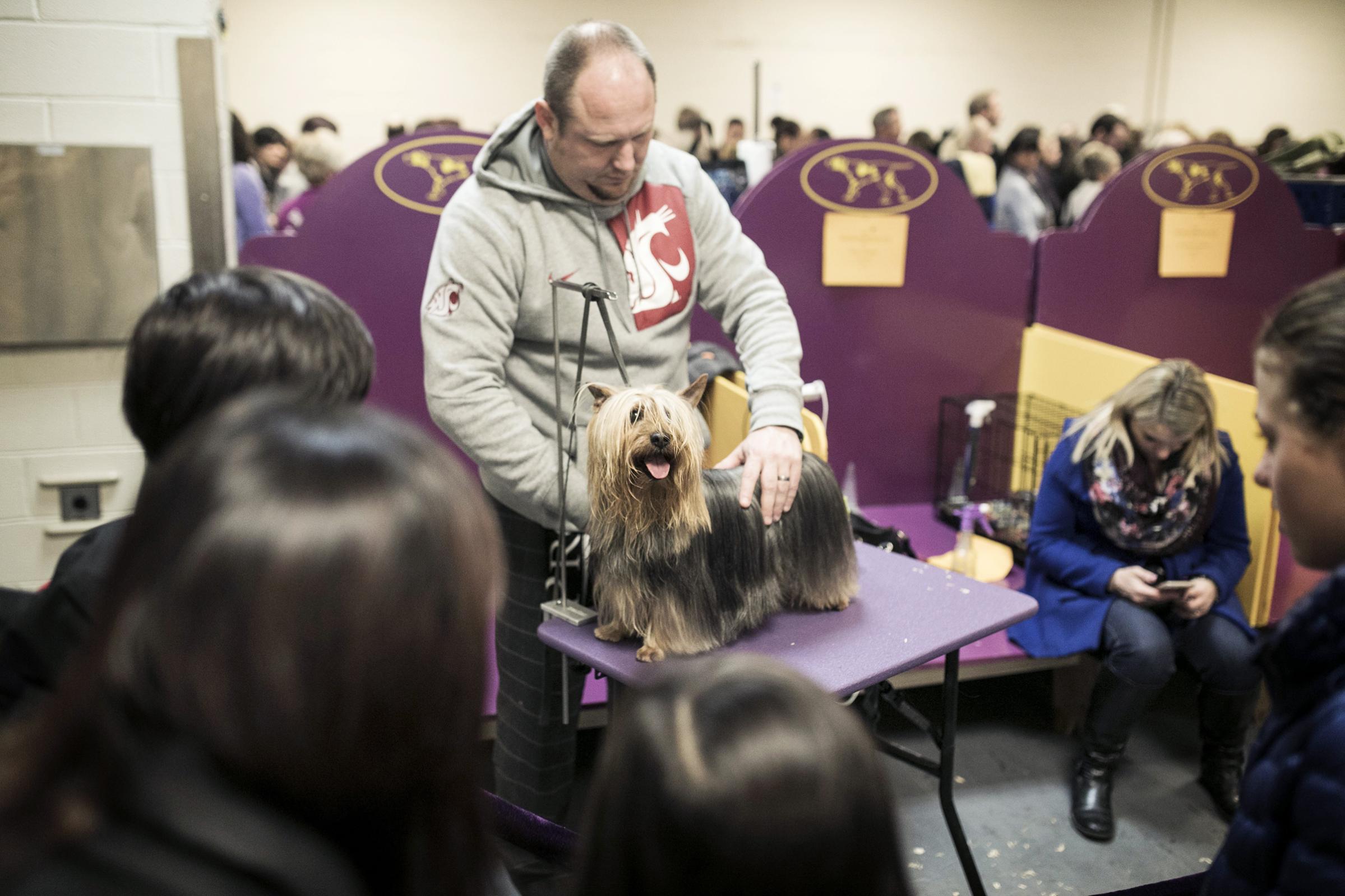 A dog competing in the 142nd Westminster Kennel Club Dog Show in New York on Feb. 12, 2018.