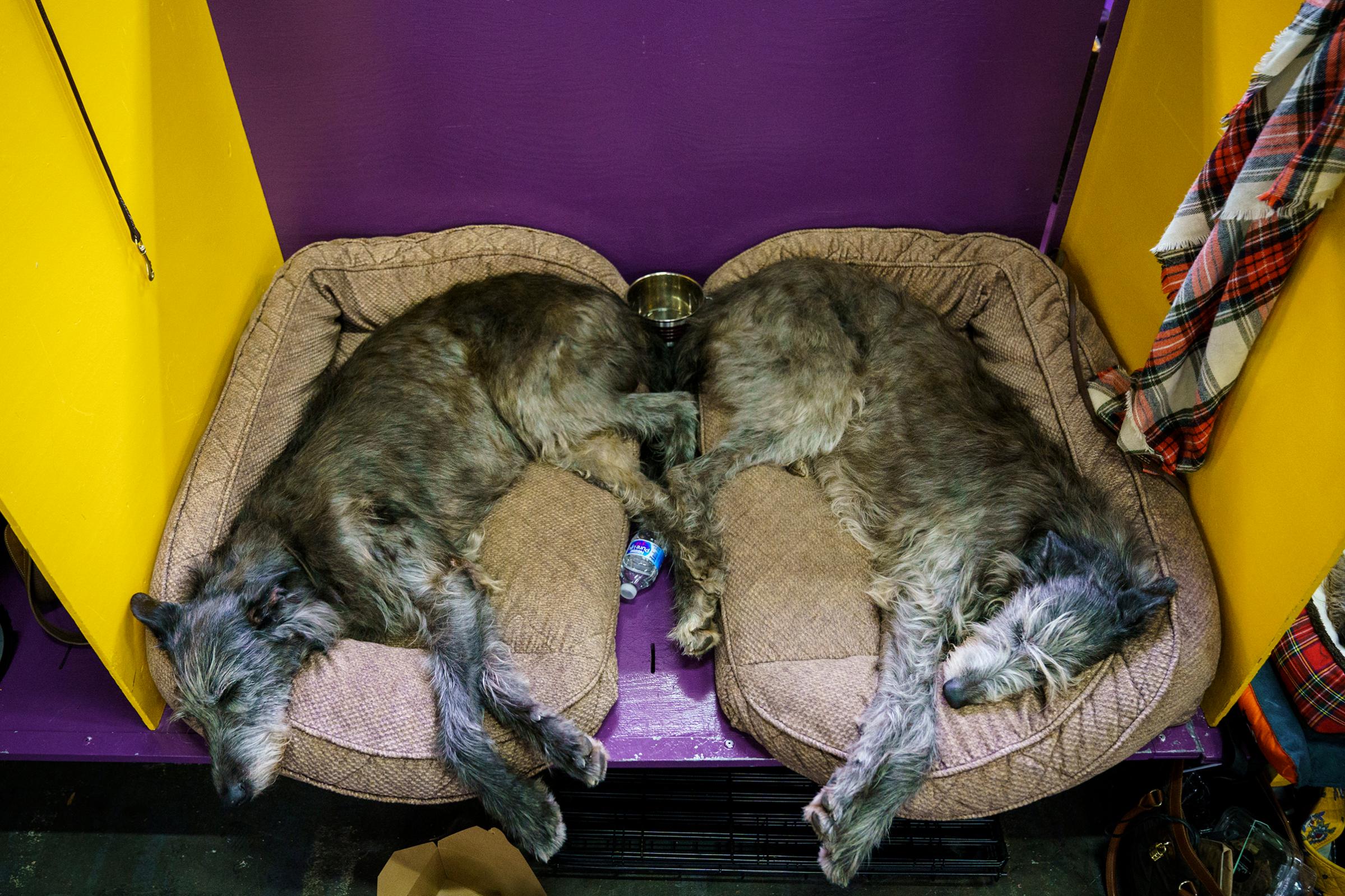 Two Irish Wolfhounds sleep in the grooming area at the 142nd Westminster Kennel Club Dog Show at The Piers in New York on Feb. 12, 2018.
