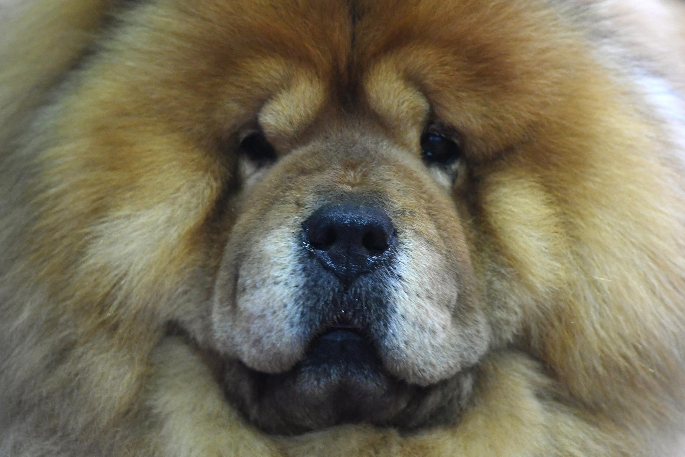 A Chow Chow waits in the benching area during Day One of competition at the Westminster Kennel Club 142nd Annual Dog Show in New York on Feb. 12, 2018.