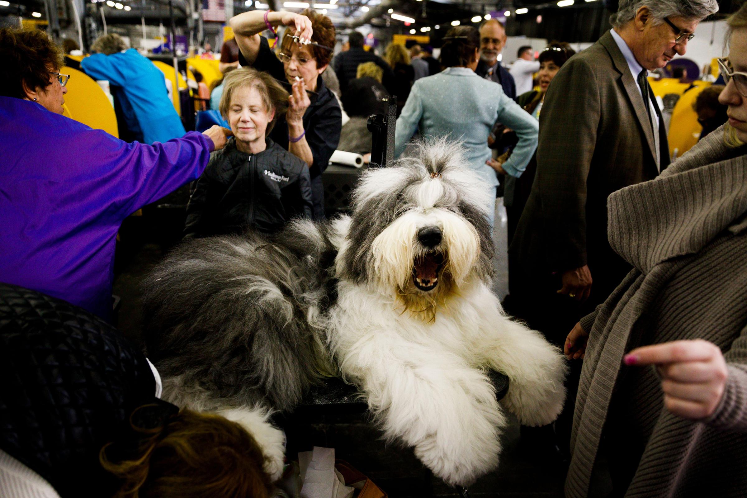 An Old English Sheepdog named 'Champion Haystacks Montgomery Spartan General' is groomed for competition as a woman gets a hair cut in the background during the 2018 Westminster Kennel Club Dog Show in New York, on Feb. 12, 2018.