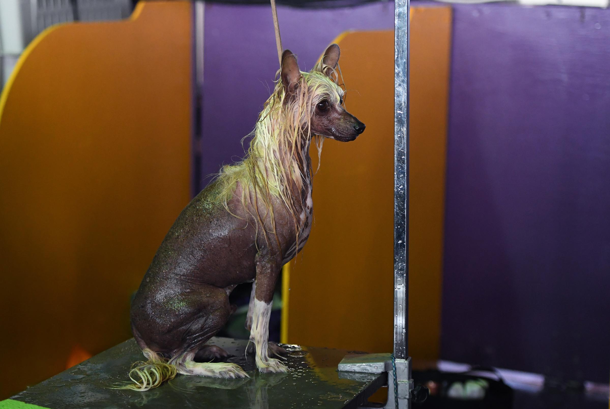 A Chinese crested dog waits in the benching area on Day One of competition at the Westminster Kennel Club 142nd Annual Dog Show in New York on Feb. 12, 2018.