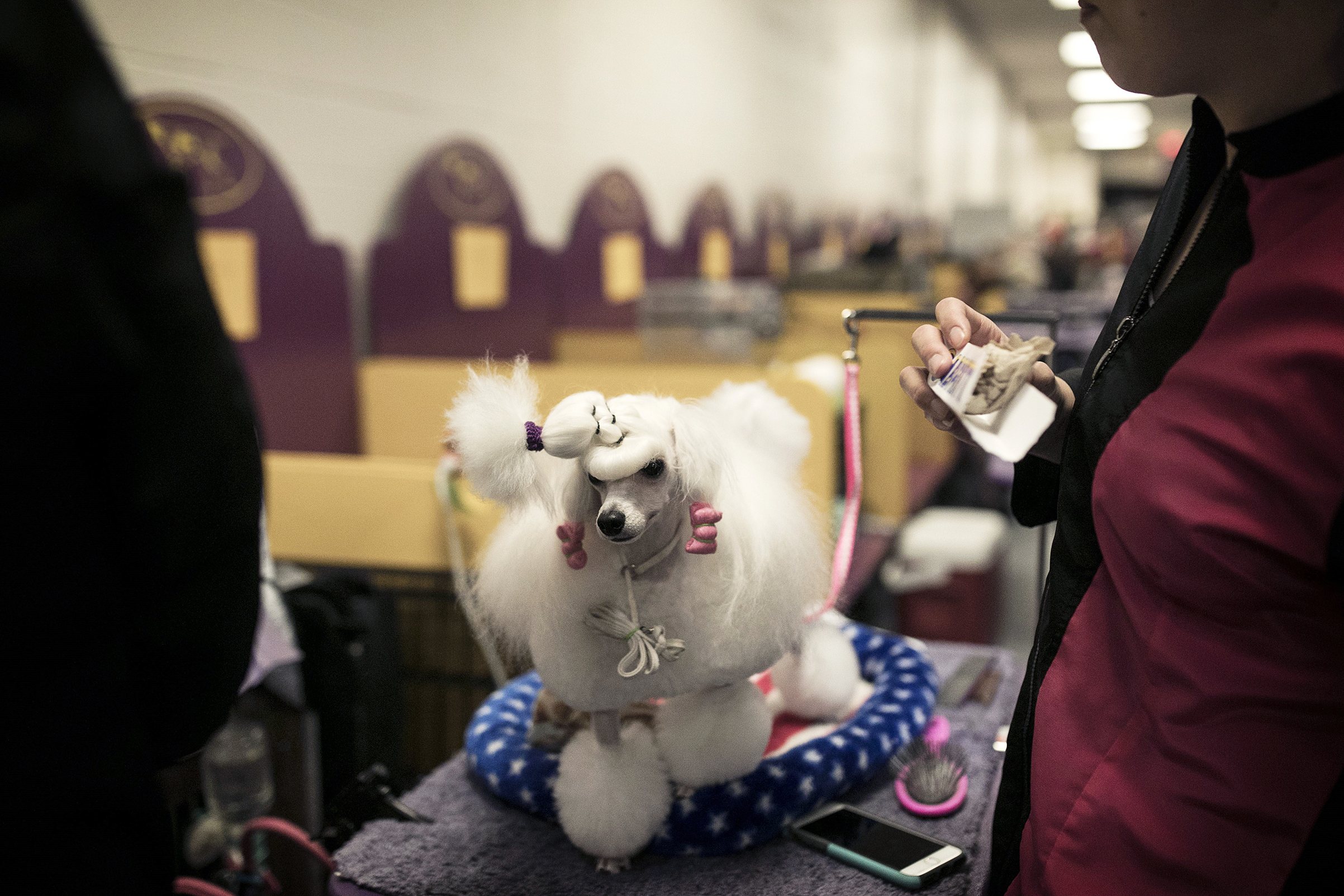A dog competing in the 142nd Westminster Kennel Club Dog Show in New York on Feb. 12, 2018.