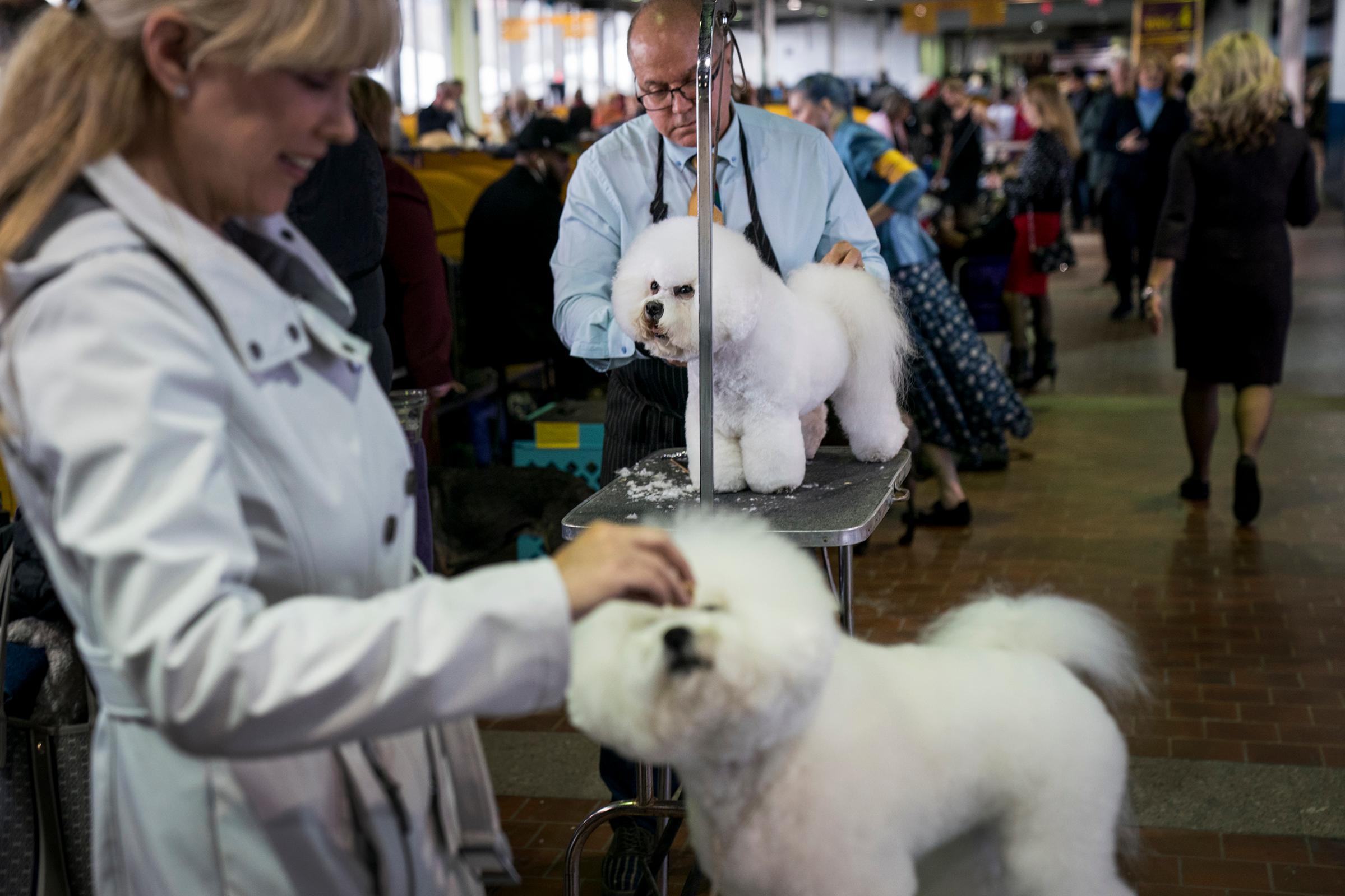 Bichon Frise dogs get groomed backstage at the 142nd Westminster Kennel Club Dog Show at The Piers in New York on Feb. 12, 2018.
