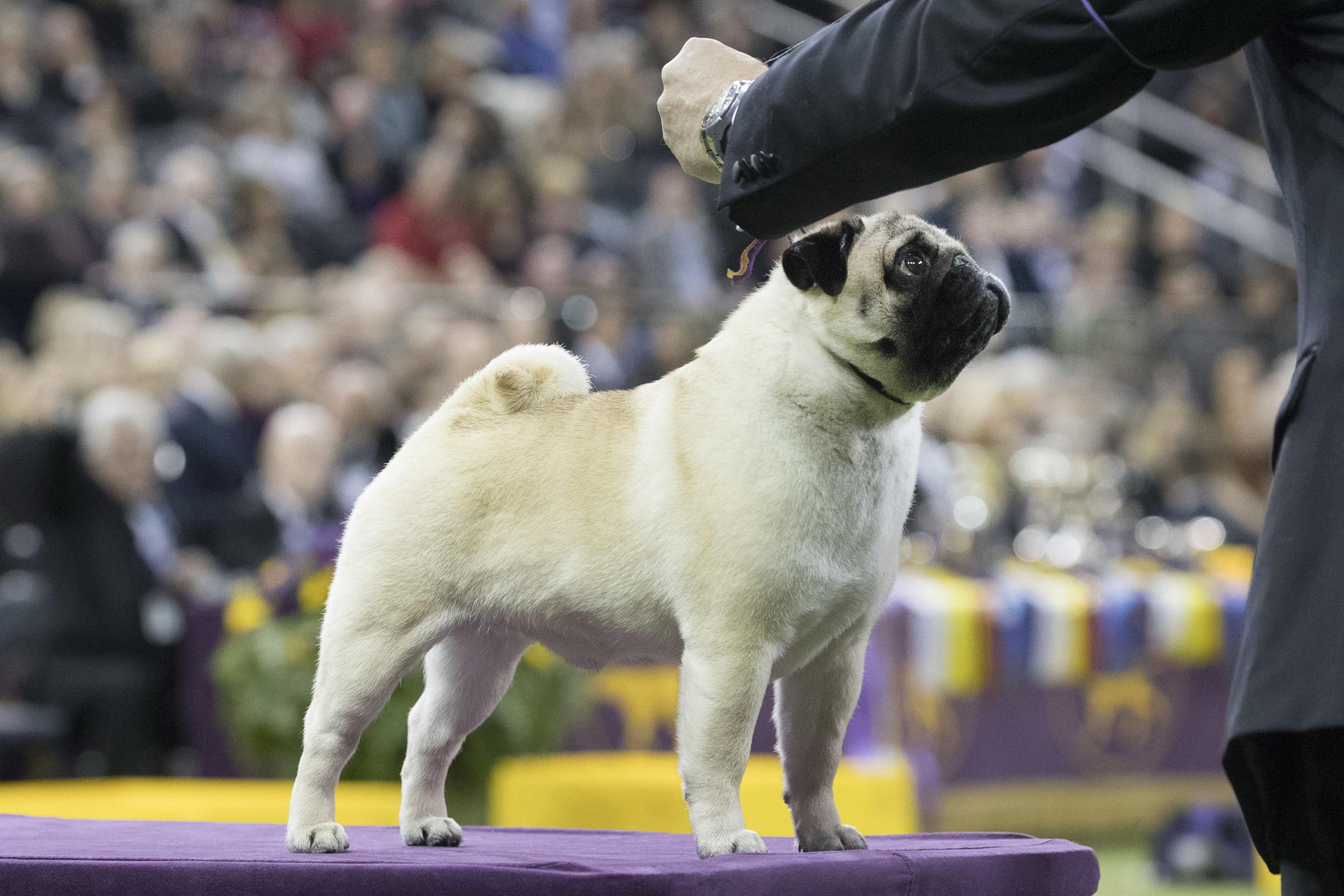 Esteban Farias shows Biggie, a pug, in the ring during the Toy group competition during the 142nd Westminster Kennel Club Dog Show.