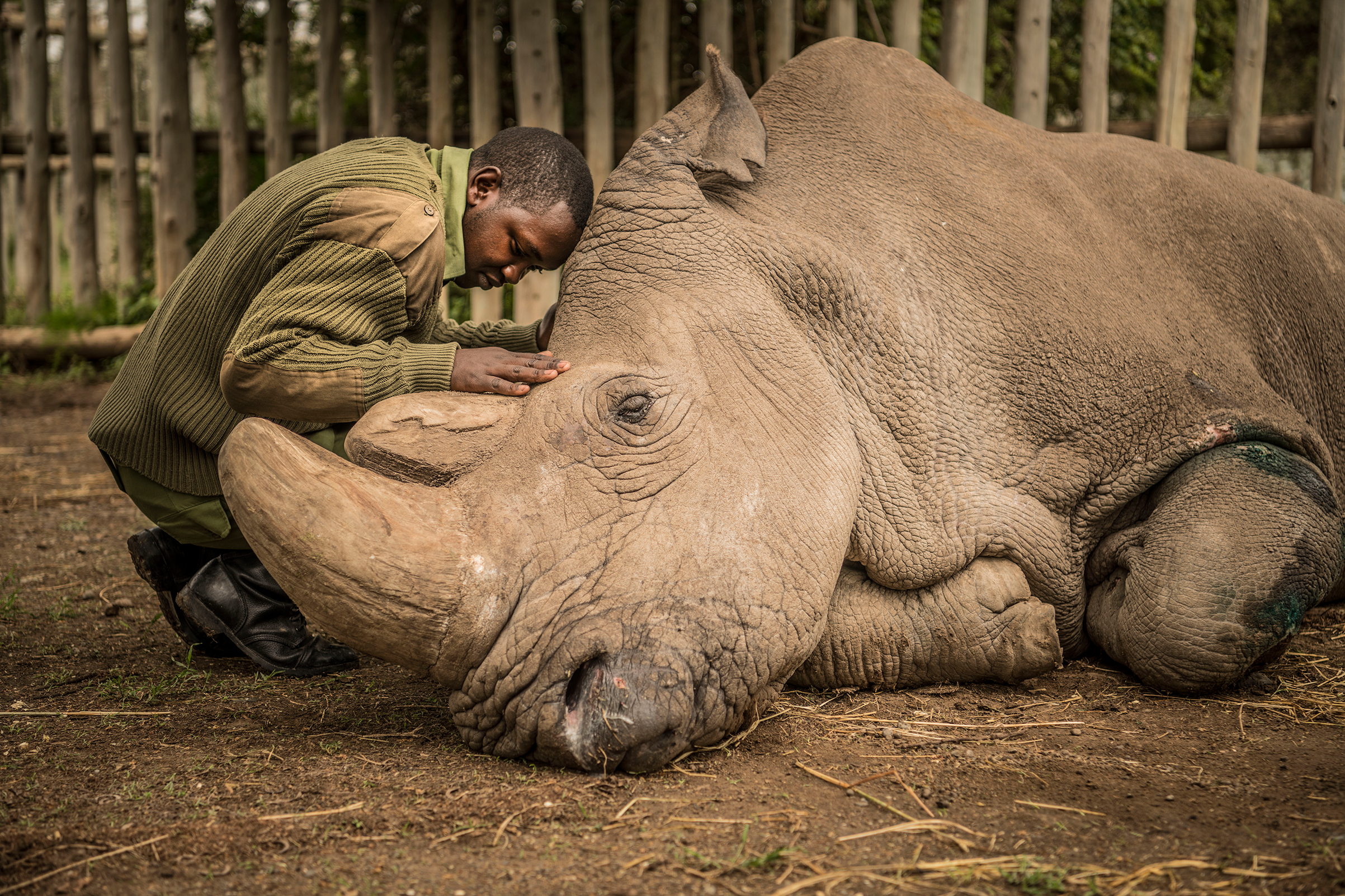 Joseph Wachira, 26, comforts Sudan, the last male Northern White Rhino on the planet, moments before he passed away. (Ami Vitale—National Geographic Creative)