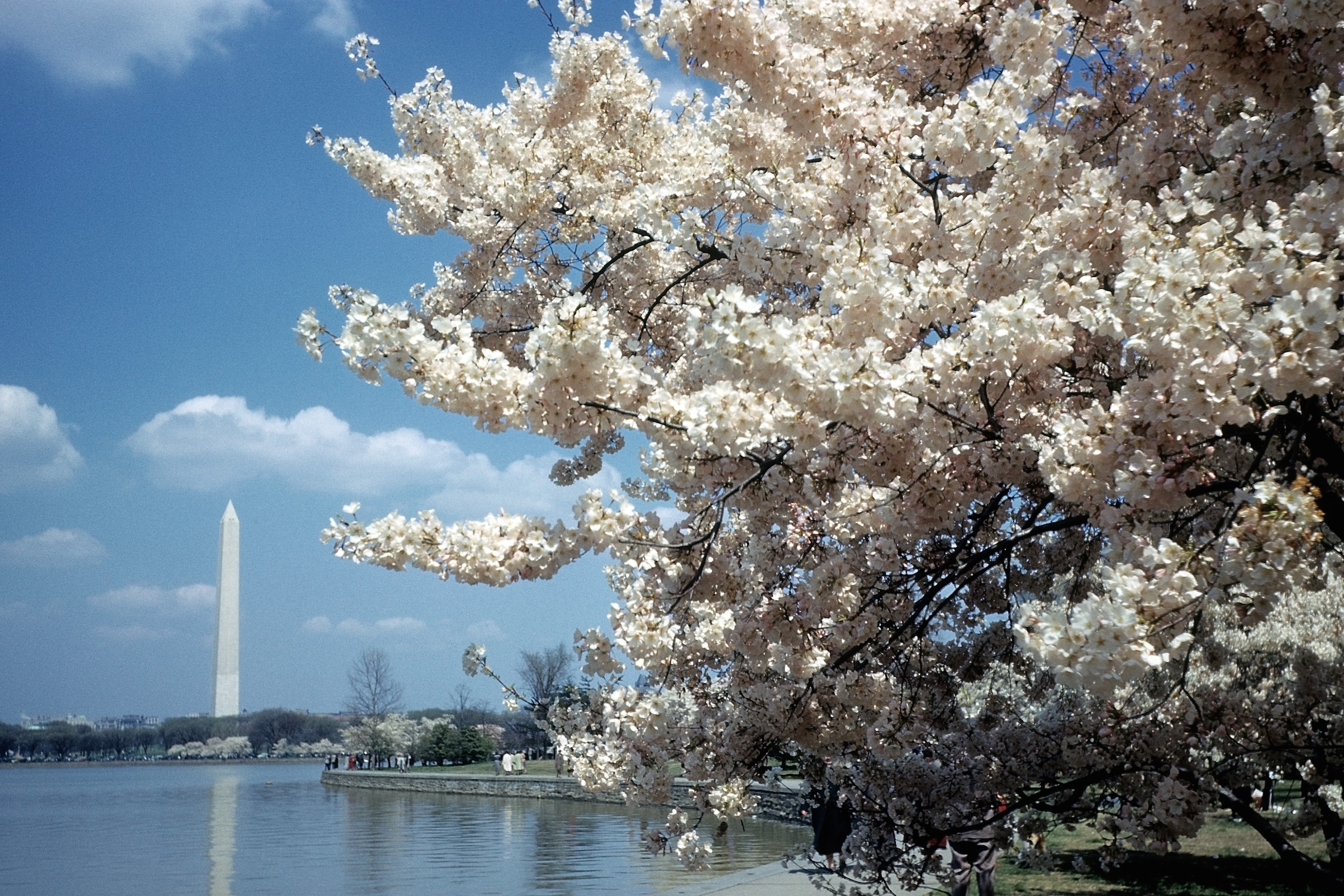 A view of the cherry blossoms and the Washington Monument and the Tidal Basin in Washington, D.C., circa 1948 (Michael Ochs Archives/Getty Images)