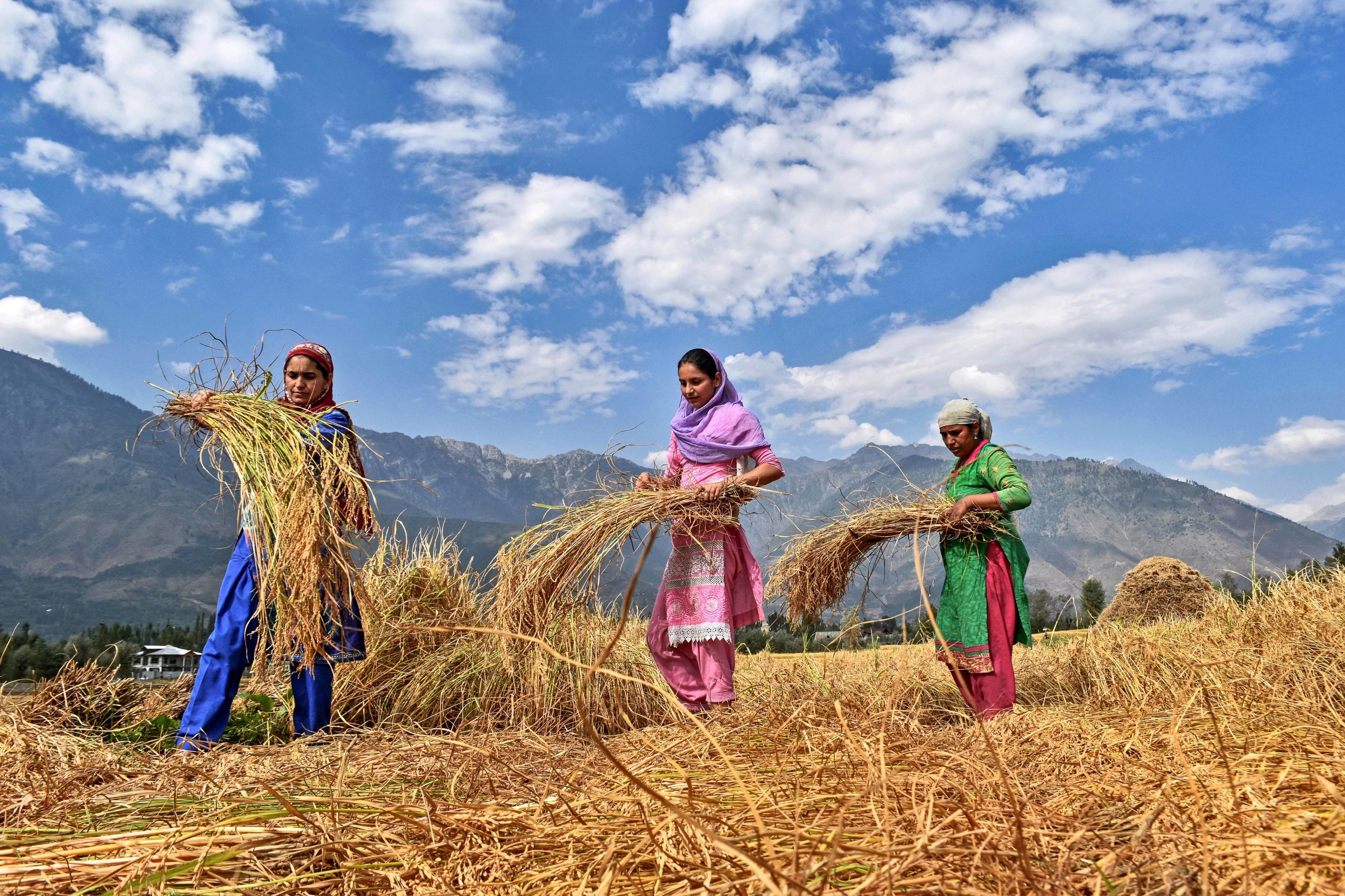 Women in a paddy field during rice harvesting season in Srinagar,Indian administered Kashmir on Sept. 24, 2017. (SOPA Images—LightRocket/Getty Images)
