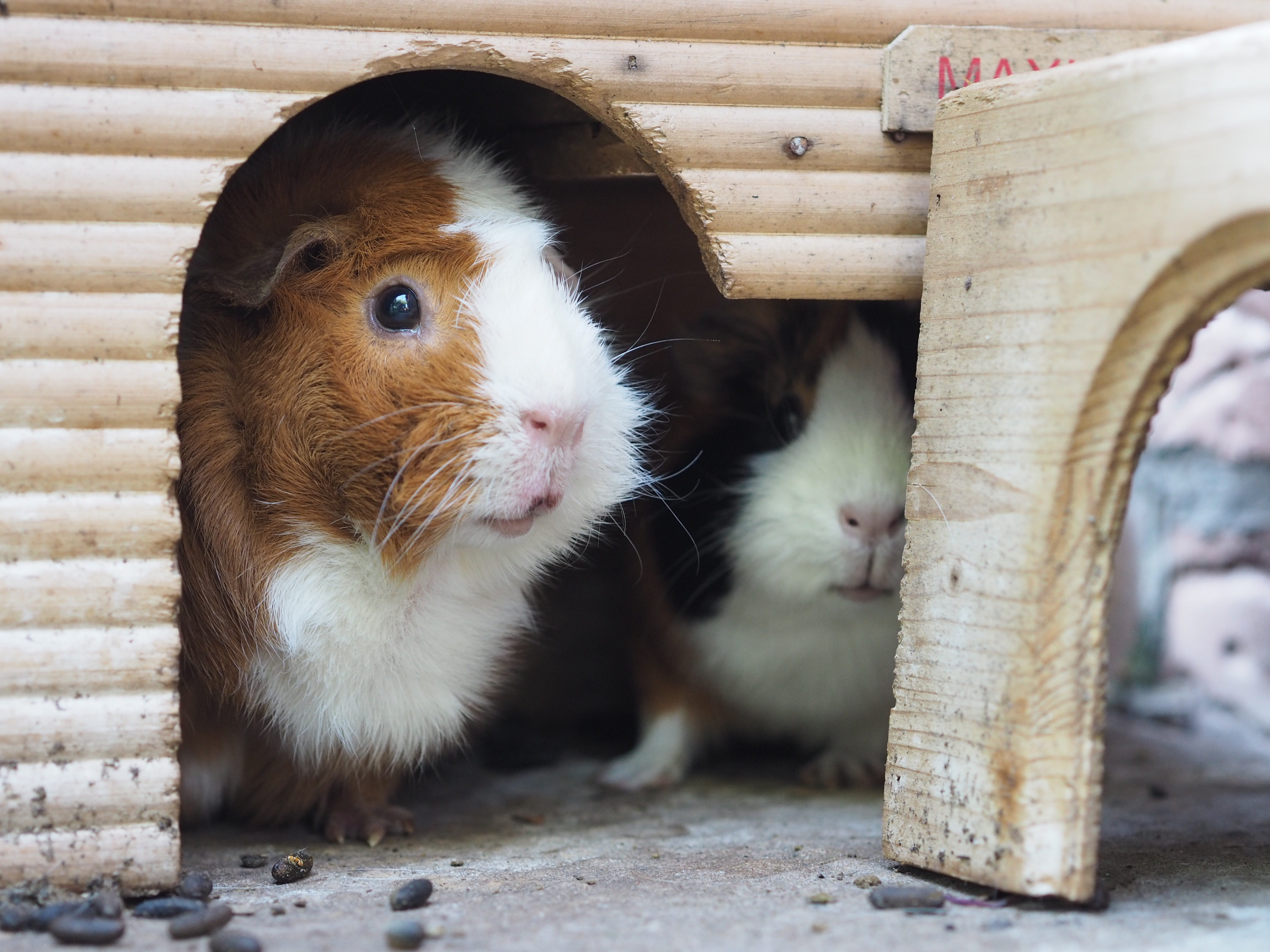 guinea pigs playing