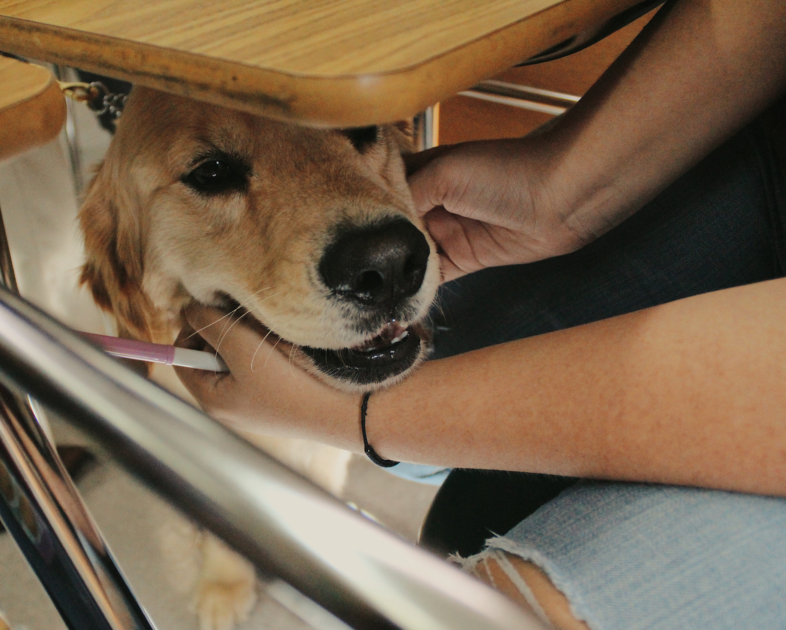 After the school reopened, comfort dogs—like this one named Jacob—were brought in for the students. (Rain Valladares)