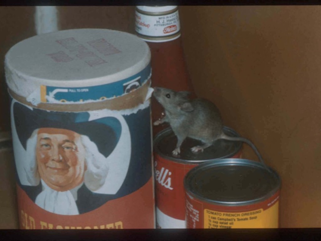 A mouse in one of the buildings where researchers collected samples. (Robert M. Corrigan)