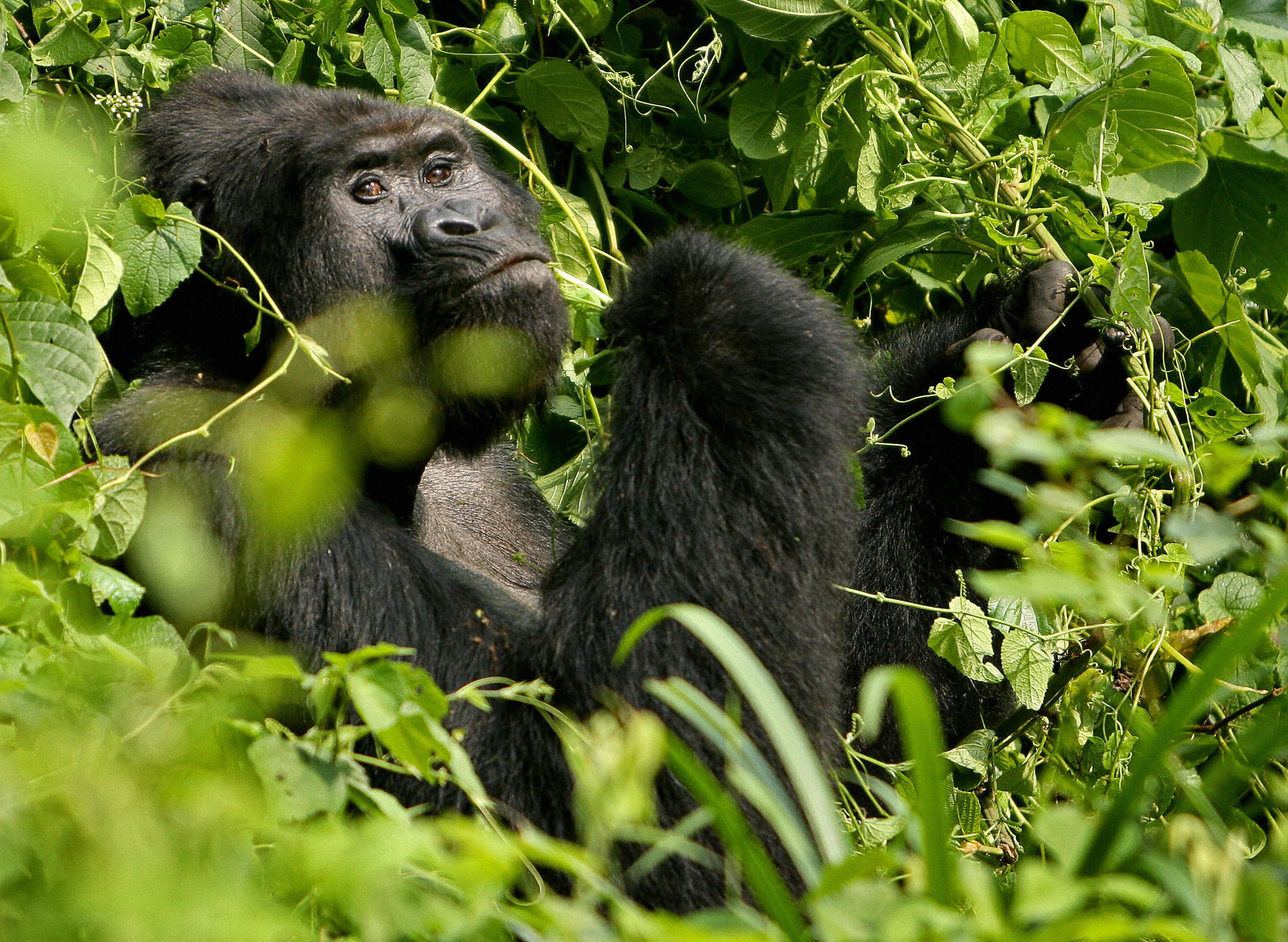 A Silverback male mountain Gorilla sits