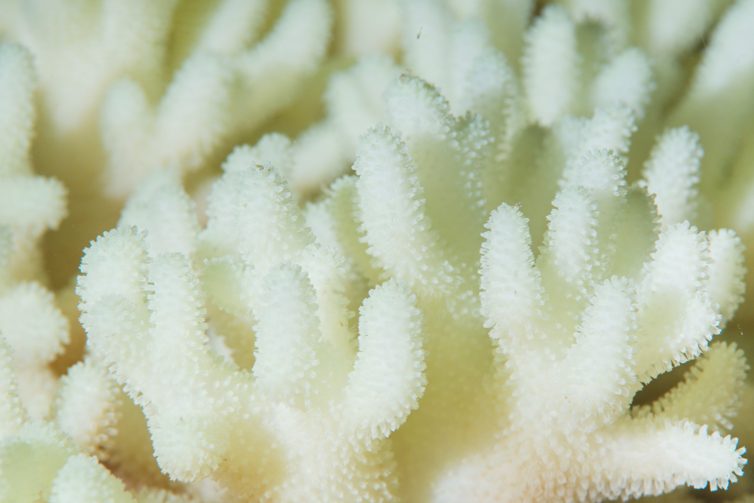 Close-up detail of Coral Bleaching