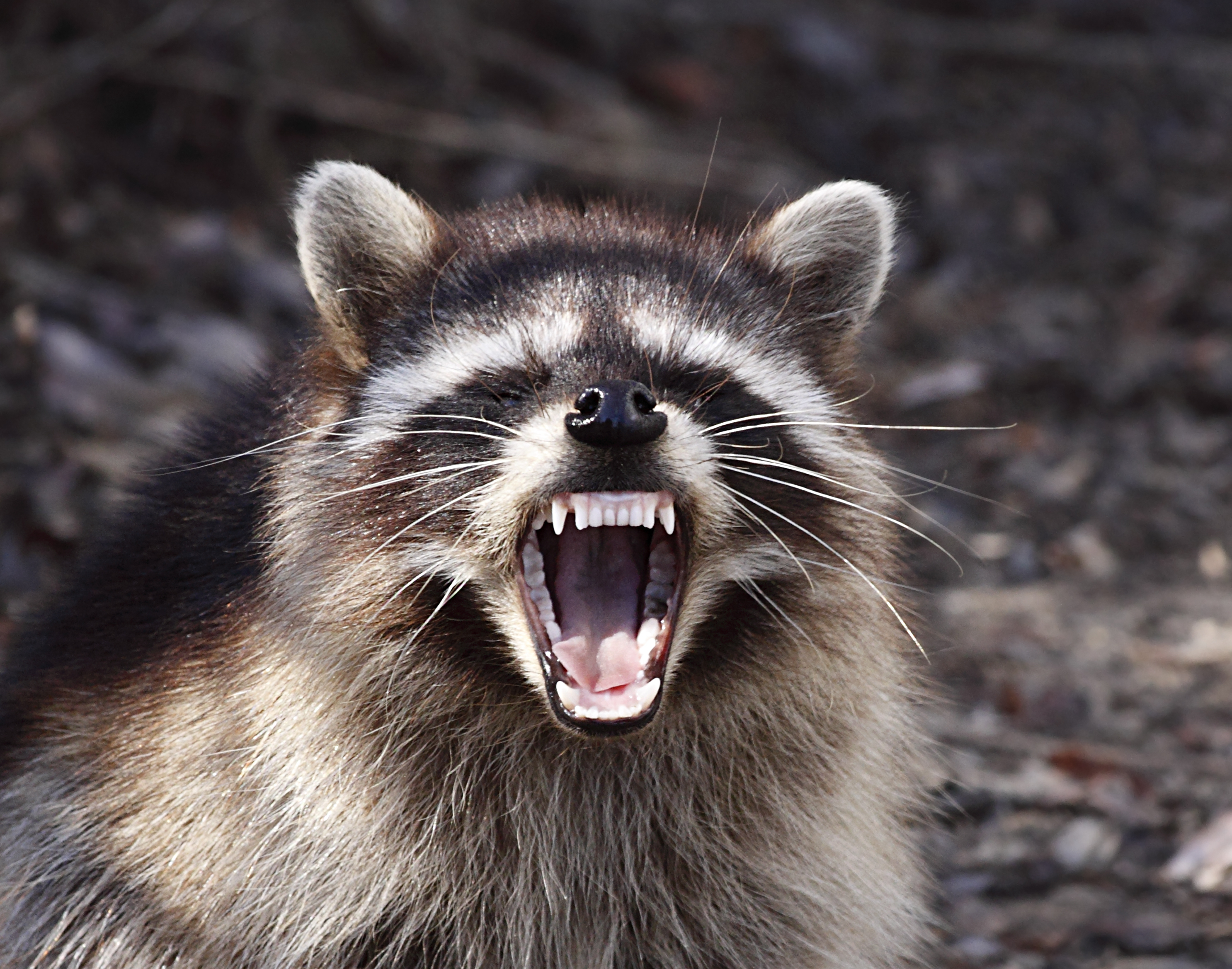 Raccoon with attitude