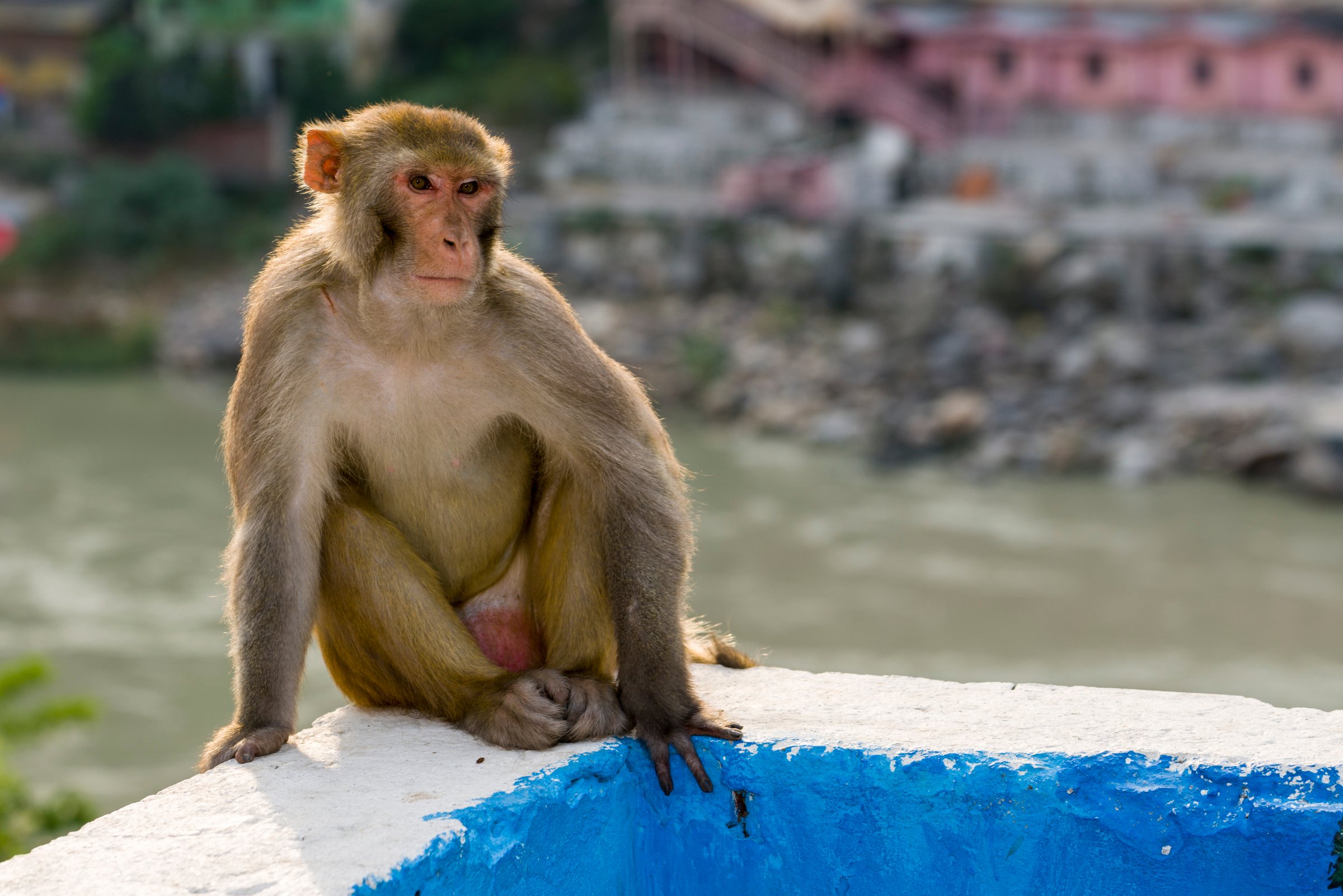 A rhesus monkey ( Macaca mulatta ) is sitting on a wall high