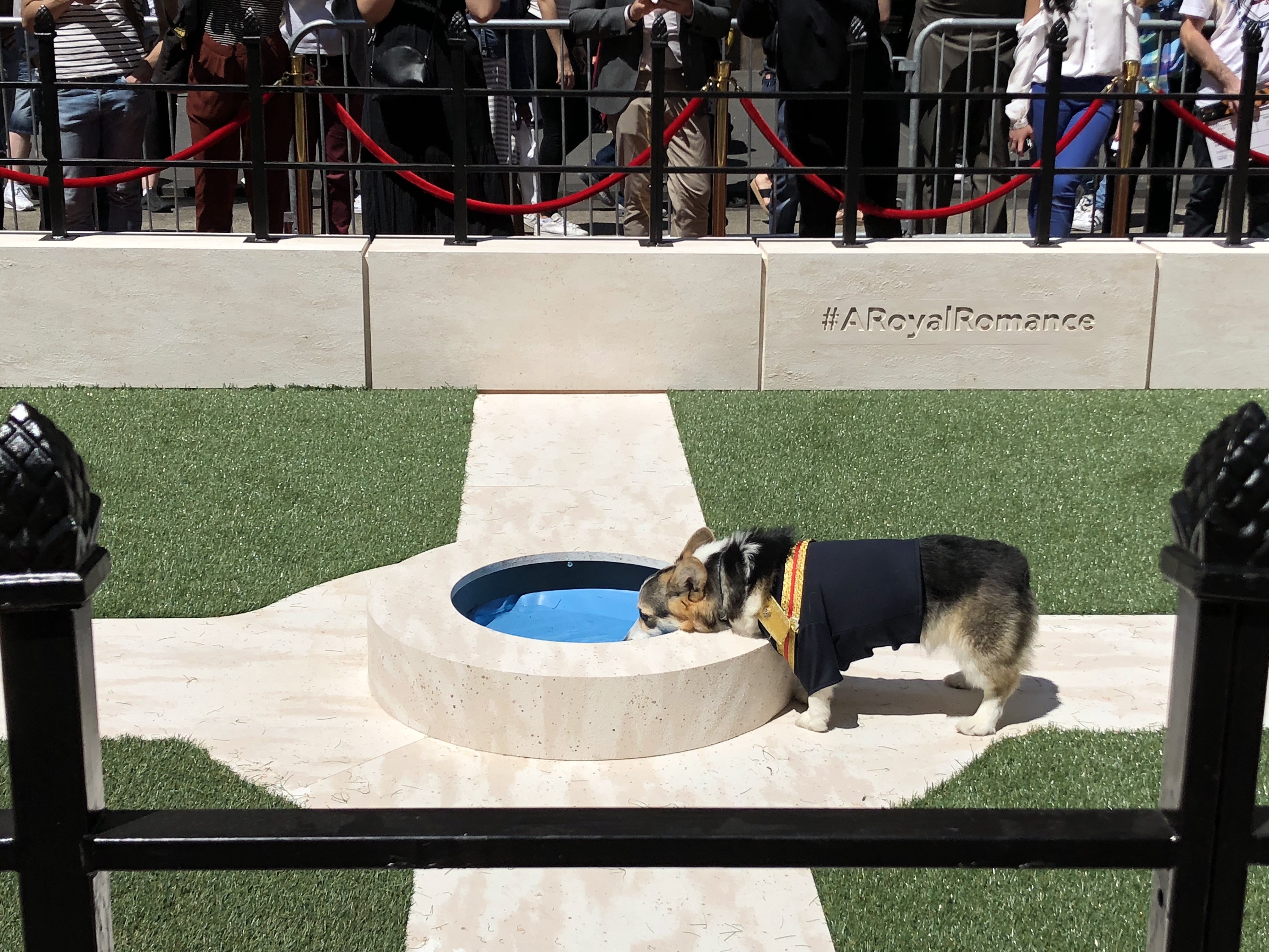 A thirsty Prince Harry laps at water from the fountain. (Raisa Bruner)