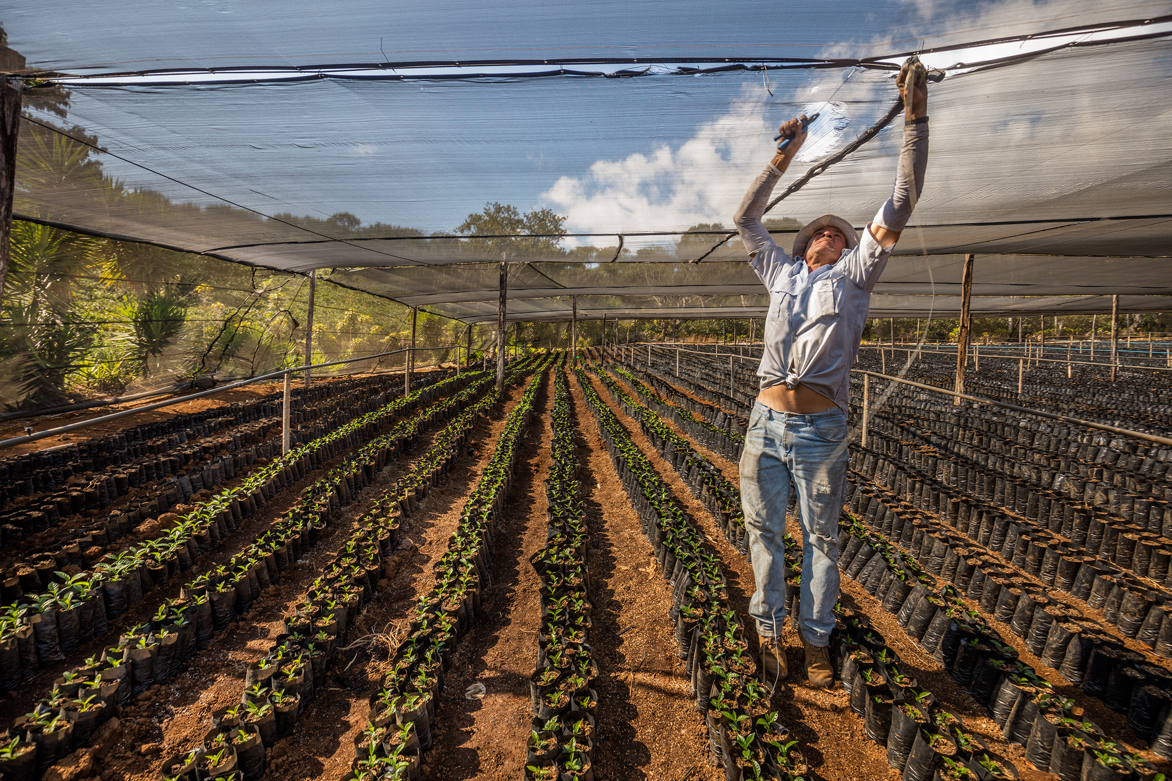 A worker fixes netting at a nursery that grows disease-resistant varieties of coffee in Bajo Corrales, Costa Rica (George Steinmetz for TIME)